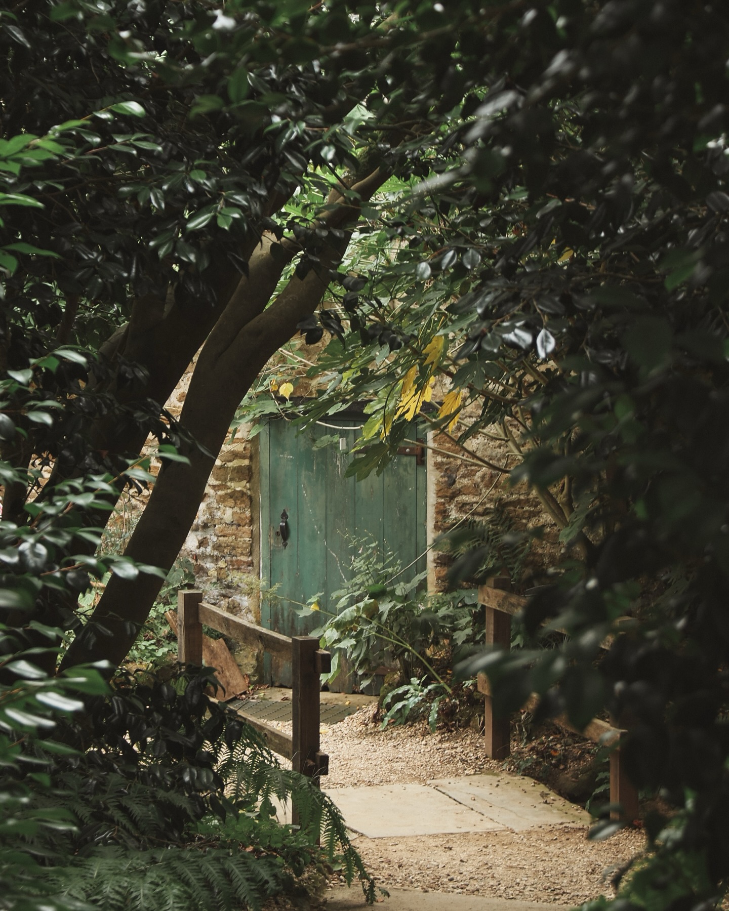 Not last week, but the one before - Abbotsbury Subtropical Garden.
An interlude into another borrowed world. Paths curved beneath towering gunnera, their leaves broad enough to hold whole climates.
Plants whispered as I passed, ponds caught fragments of sky, and the whole place felt both exotic and familiar, a dream stitched from elsewhere.
And then the climb to the top of the hill, where the trees fell away and a wide beach stretched out below, sand and tide laid open beneath the summer sky.