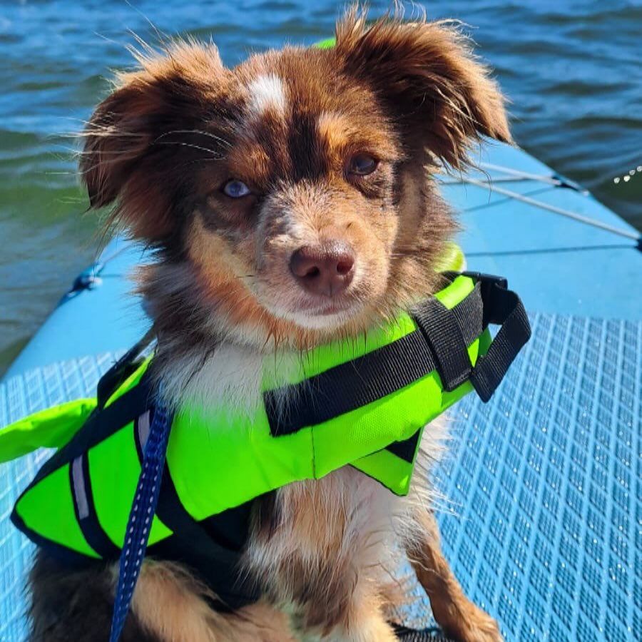 Bjiou hat erfolgreich ihr Seepferdchen gemacht 🤩
#miniaussie #miniaustralianshepherd #welpenliebe #welpen #puppy #puppylove #pictureoftheday #picoftheday #züchter #bavaria #breeder #pack #rudel #bayern #dog #dogsofinstagram #love #likesforlike #lakesidepaws #likeforlikes #welpenliebe #silvester #lakesidepaws #l4f #toyaustralianshepherd #toyaussies #bayern #followme #welpe #aussie