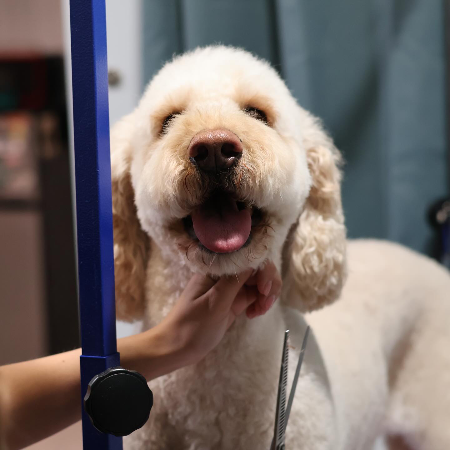 IMPORTANT GROOMING ANNOUNCEMENT‼️‼️
Our talented groomers will be out of town for the rest of the week at the LARGEST grooming convention in the world! 😱
You can still book while our groomers are in Hershey, PA but please notes spots are filling up fast!!
@ariellagillettgrooming