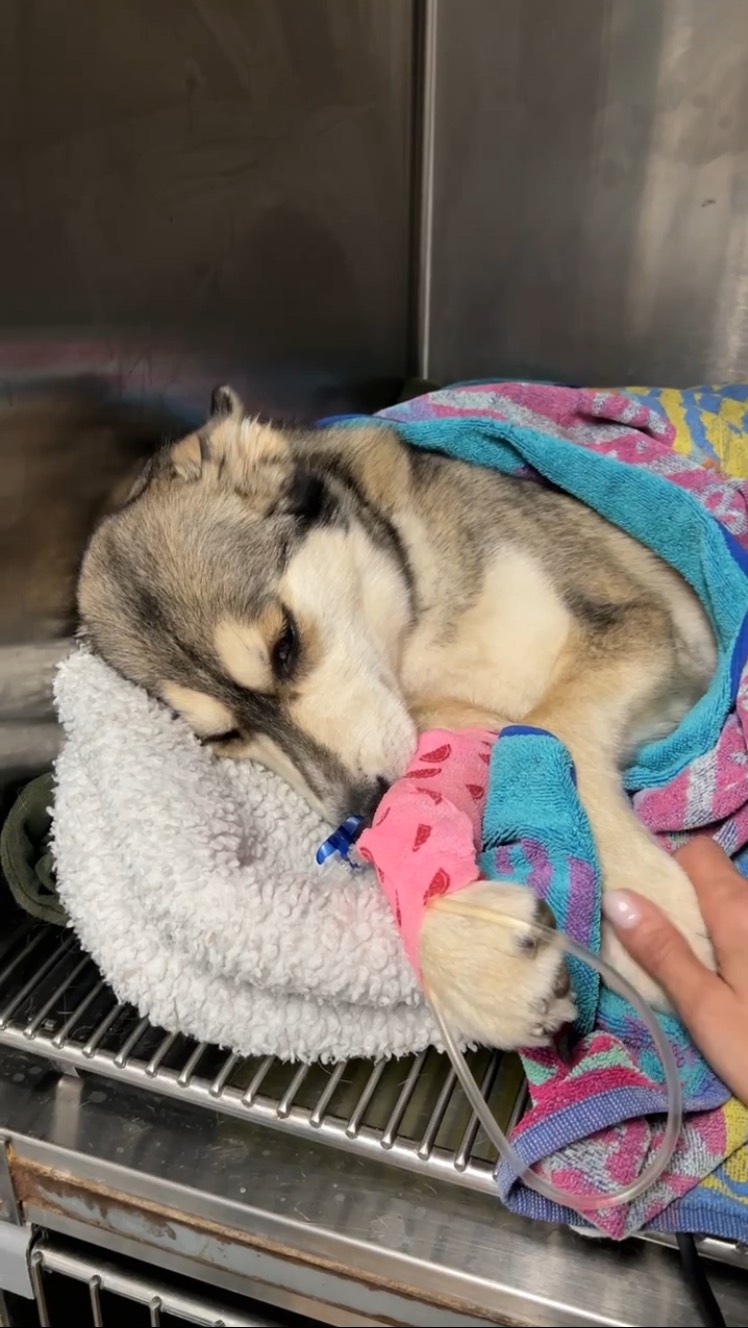 🐾✨ Història de l'Akali: una petita lluitadora! ✨🐾
Fa uns 8 mesos, l'Akali —una preciosa husky siberià molt jove— va arribar a la clínica després de patir una fractura metafisària distal de fèmur. Aquest tipus de lesió és relativament habitual en cadells, ja que els seus ossos encara estan en creixement i són més fràgils.
En el seu cas, vam optar per una cirurgia amb agulles de Kirschner en forma d’X, una tècnica que permet estabilitzar la fractura i protegir les zones de creixement. Escollir l’implant adequat és essencial per assegurar que l’os es recuperi bé sense afectar el desenvolupament de la pota.
Avui, mesos després, l’Akali ja camina, corre i salta perfectament. 🙌💙 Un exemple de com, amb diagnòstic ràpid, cirurgia i una bona recuperació, els nostres pacients poden tornar a gaudir d’una vida plena.
📹 En aquest reel us expliquem el seu cas...
#TraumatologiaVeterinària #Veterinari #FracturaCanina #Husky #RecuperacióAnimal #ClínicaVeterinària #Cadells #SalutAnimal #Kirschner #OrtopèdiaVeterinària #AmorPerElsAnimals #PacientsFeliços #VetsOfInstagram #Veterinària