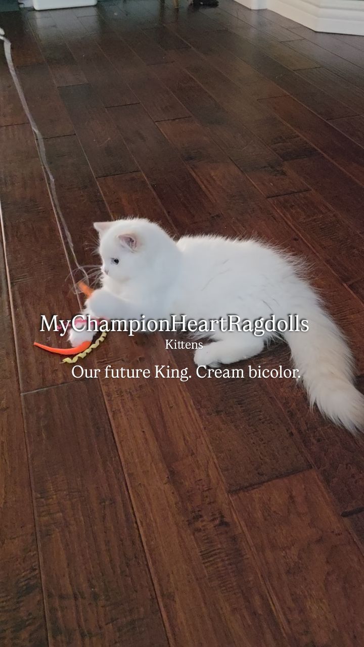 This boy is our future King. Born March 2025.
We are officially naming him Lucifer bringer of light. The sweetest flame point cream bicolor. He goes out of town with all those paw biscuits he makes. Affectionate loving supurr 🤌
Cant wait for the baby fire purr balls of the future.
Follow to keep up with Luci's lil fur babies of fire. 🥰
-----‐-‐----------------
For availability - vist my website.
🌐 MyChampionHeartRagdolls.com fill out my required pre screening questionnaire. Email completed form to
📧 MyChampionHeartRagdolls@gmail.com
One more time - Follow to keep track of kittens and share to support our goal to rebuild our account. Goal 1000 followers! 🙏 So close!
#creambicolorlynxragdoll #creambicolorragdollkitten #redragdollkitten #redbicolorragdollkitten #flamepointcat #MyChampionHeartRagdolls #火焰布偶 #稀有色布偶猫 #奶油布偶 #玳瑁布偶 #布偶猫繁育 #布偶猫 #萌宠日常 #宠物分享