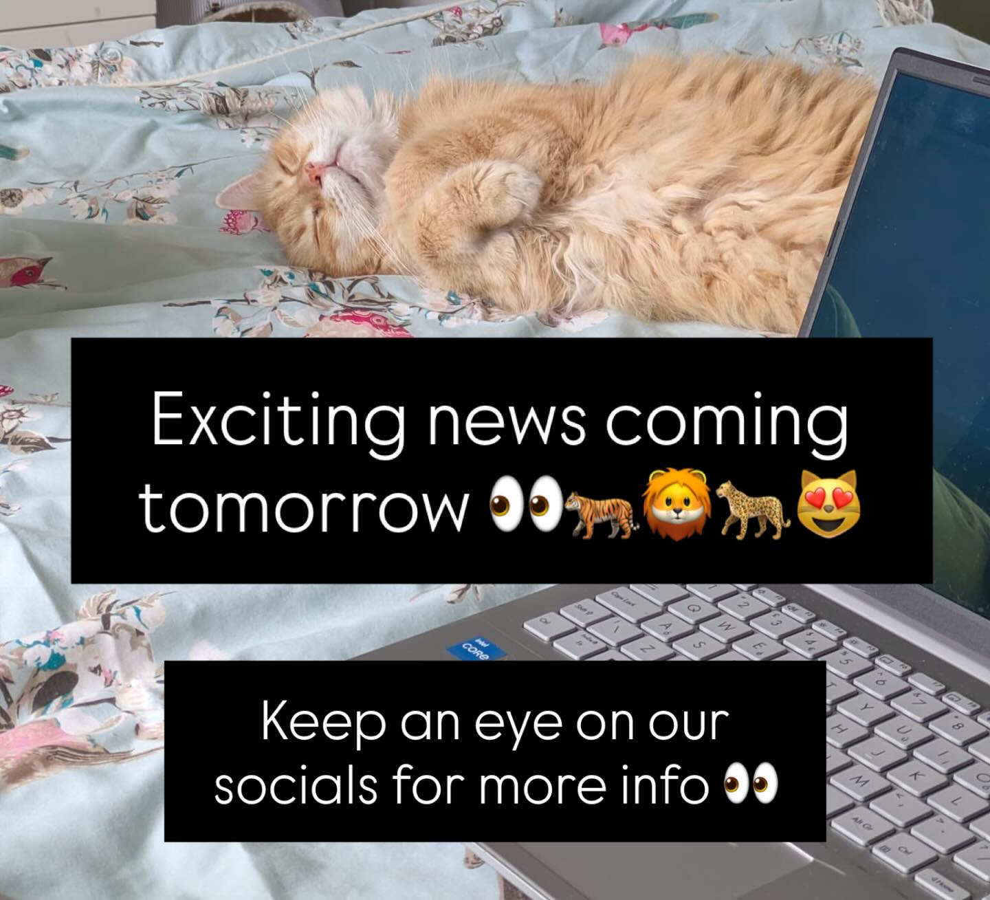 We have been VERY busy behind the scenes at Burty’s Boutique- making plans for 2026!!!
We will be sharing a big announcement tomorrow- if you are a subscriber to our website- you get this news first! 😻 Check your inbox for more info!