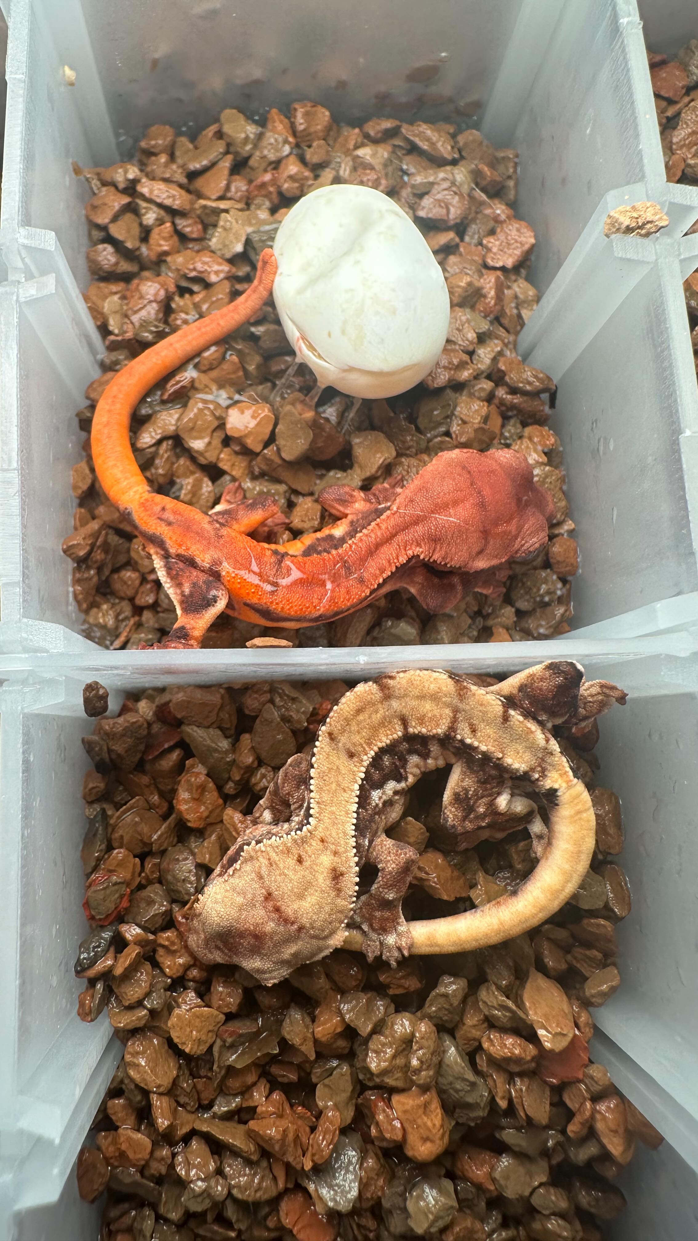 Happy Sunday 🔥 We hit an absolute banger tonight ChoCho Lilly White side by side to a Lilly 100% Het so you can really see the difference when the gene is added into the mix. Such an insane combo. #chocho #chochocrestedgecko