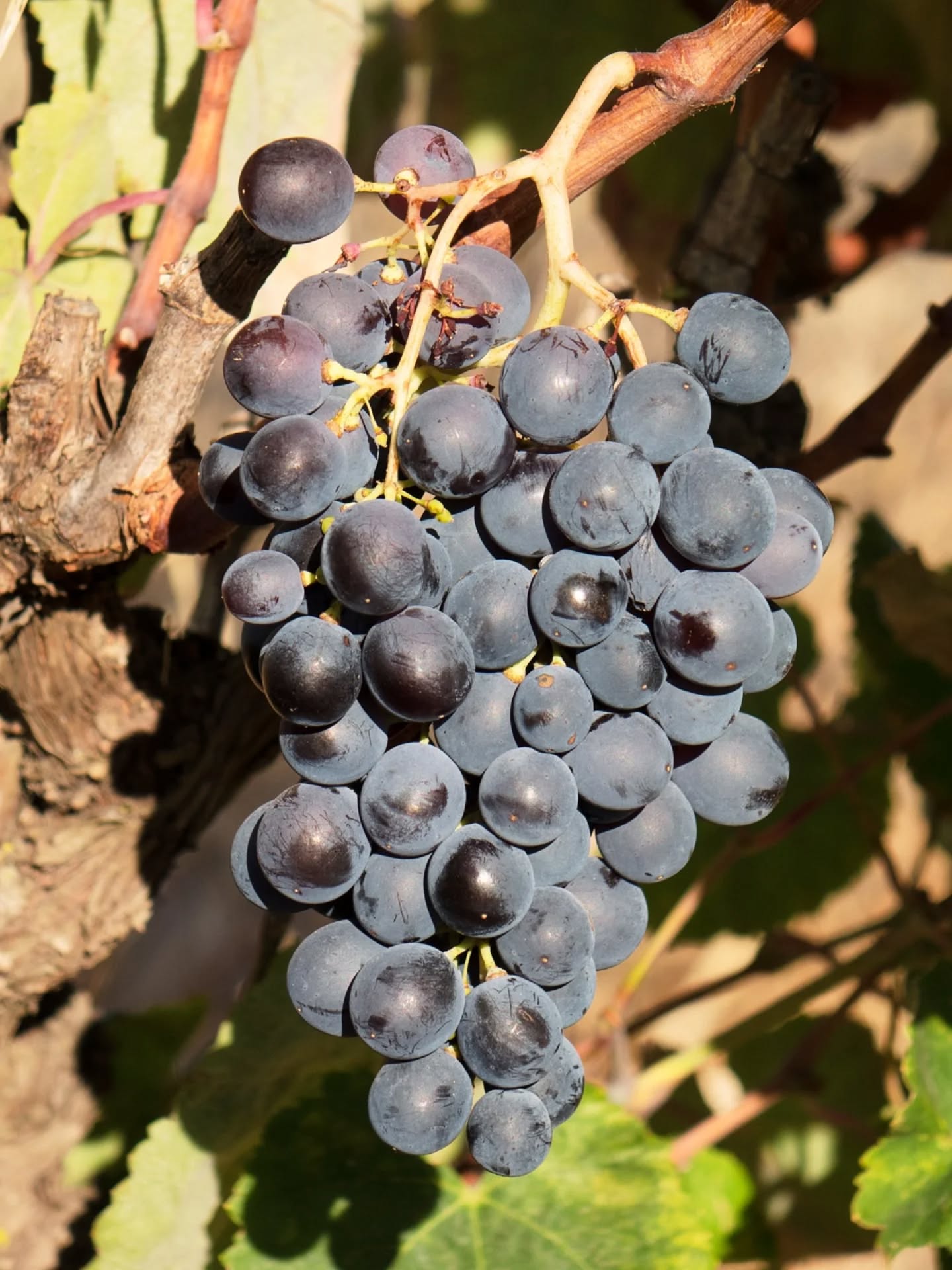 Negra Mole at Quinta N°6: One grape, three colours. Native to the Algarve and Portugal's second oldest variety. It's known for producing bunches with red, pink and white grapes - sometimes all on the same vine.
#negramole #winemakingalgarve