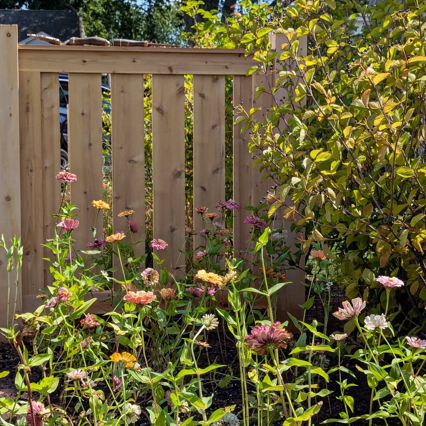 Last week at the tail end of our plant installs in Madison, we finally got these gorgeous @dawncreekfarm zinnias into the ground. The 'Toffee' mix produced a dreamy selection of muted oranges, pinks, and creams - which work beautifully with the varied colors, shapes, and sizes found in the 'Breeding Mix.'
But months before they were ready to be planted, they were seed packets that we started in the basement of our office - just a few grow trays, a heat lamp, and some determination! 🌱
.
.
.
.
.
#triplettdesignstudio #landscape #landscapedesign #landscapearchitecture #landscapelovers #residential #residentiallandscape #residentialdesign #newengland #design #senseofplace #coastallandscapedesign #newenglandlandscapes #hardscape #garden #gardens #landscapeinspo #landscapeinspiration #gardendesign #gardensofinstagram #gardeninspo #landscapedetails #cuttinggarden #annualgarden #madisonct #landscapesofCT #ctlandscapedesign #ctlandscapearchitecture #seedstarting #dawncreekzinnias