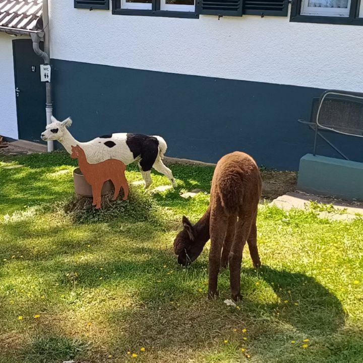 So einfach kann es sein, im Vorgarten den Rasen mähen zu lassen! 😉
#obstwiesenalpakas #alpakas #rasenmähen #vorgarten #badmünstereifel #bonn #köln #euskirchen #ahrtal #zülpicherbörde #holzem #nrw #faulsein #alpacalove #lecker