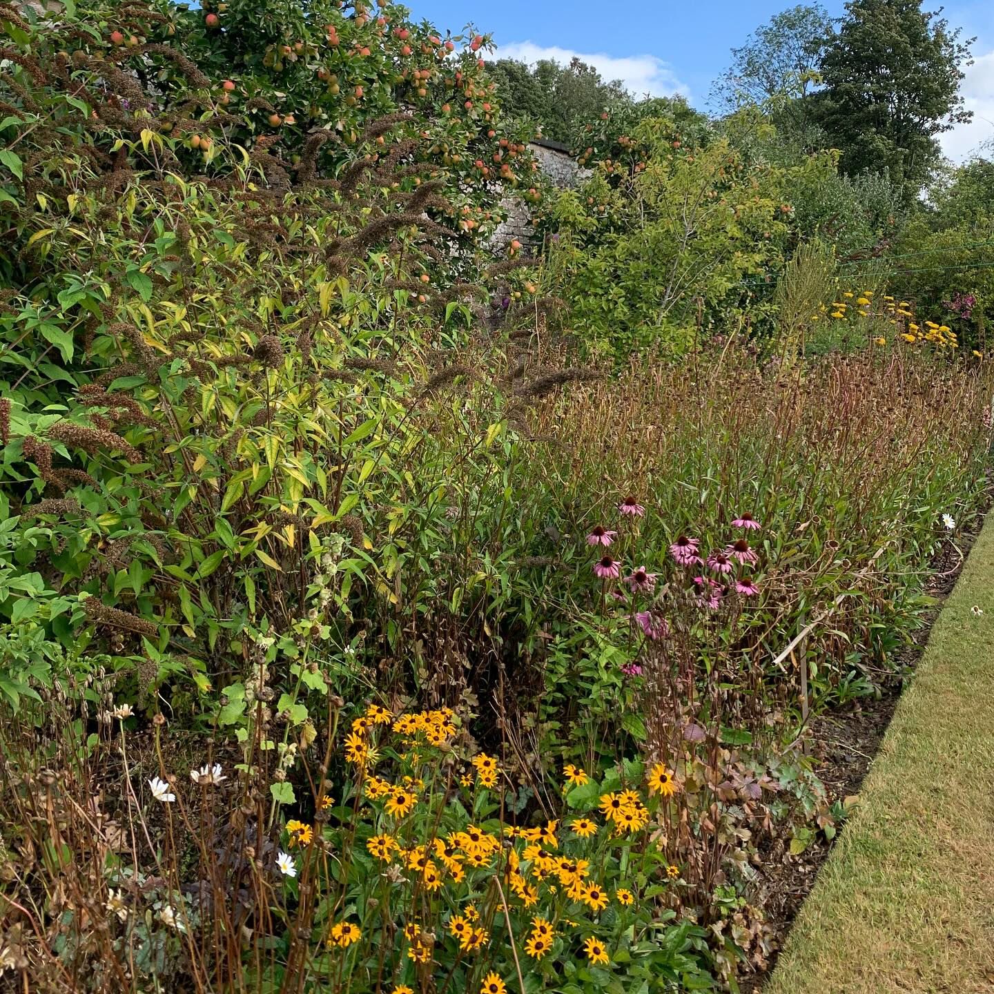Autumn is with us, and Rudbeckia brings a little cheer to the Drying Green border. This season the garden moves from colours to tones, but pops of brightness do still feature. Autumn is often portrayed as a season of deterioration and gloom, ‘the end of the season’, ‘the time to be cosy in front of the fire’ but, with a little bit of work, beauty, albeit restated, can, and does, remain in the garden for a further three months at least. Welcome to autumn!
If you’re interested in finding out more about our garden in South-east Scotland, you might like to read our regular blog. You can find the link in our profile bio or visit www.thescottishcountrygarden.com. Check out our latest post ‘Wishing Summer farewell.’
#gardenblog #garden #thescottishcountrygarden #scottishcountrygarden #gardenbloguk #scottishgardenblog #headgardenersblog #countrygardenblog
#gardenblogger #autumngarden#scottishgarden #scottishgardener #gardenjournal #scottishgardenjournal #gardendiary #gardenersdiary #oldgarden #walledgarden #oldfashionedgarden #walledgardenblog #gardeninscotland #thegardeninseptember#septembergarden
#gardenwriter #ukgarden #gardensofScotland #gardensofgreatbritain