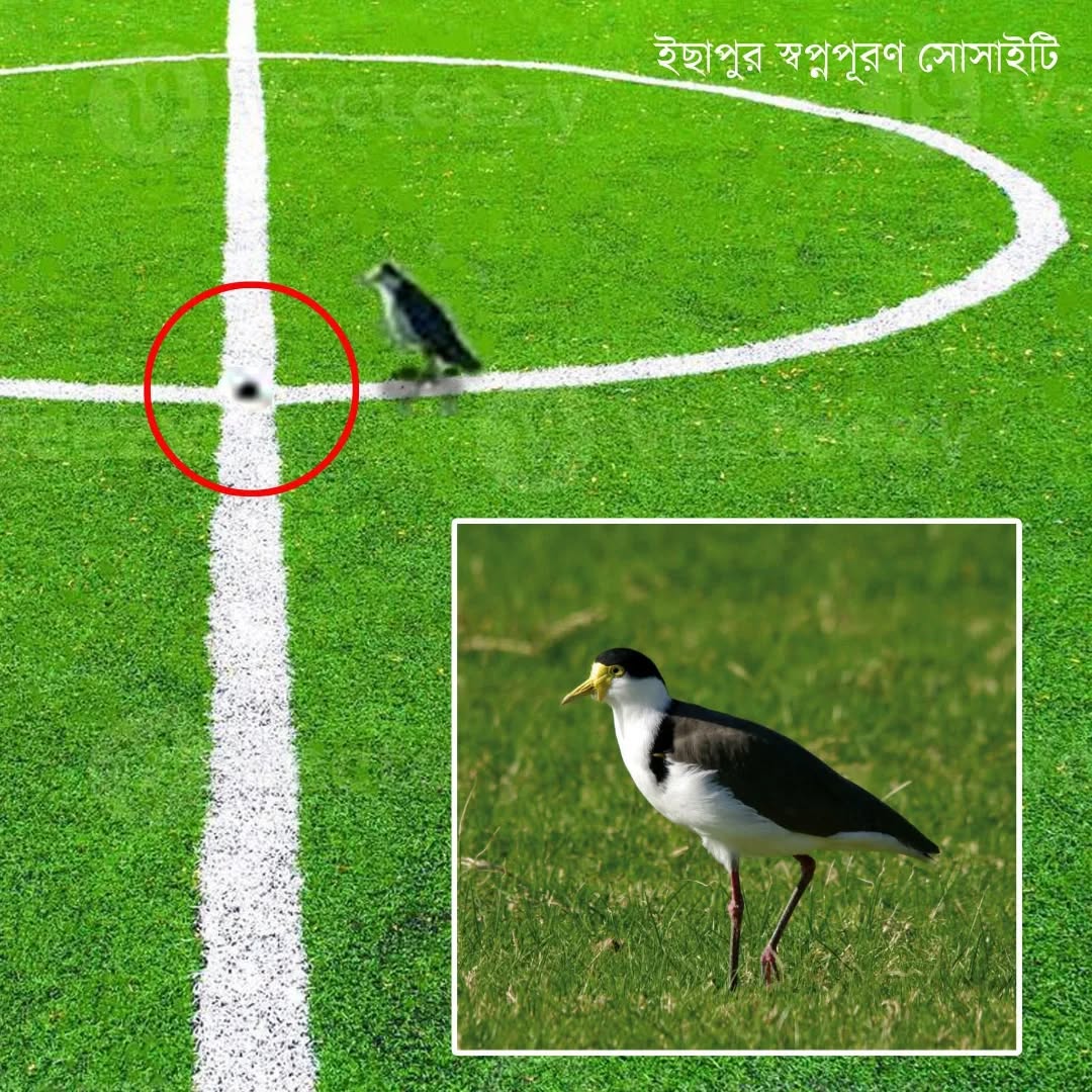 অস্ট্রেলিয়ায় মাঠের ঠিক মাঝখানে ডিম পেড়েছে একটি প্লোভার পাখি। খেলা বন্ধ করে দেওয়া হল একমাসের জন্য| আমরা কেন পারিনা এদের মতন হতে... !!!