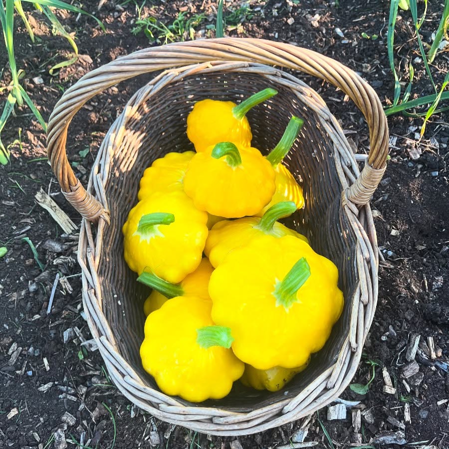 💛 sunshine food. #abundance #localveg #northwales #organic #nutrientdensefood