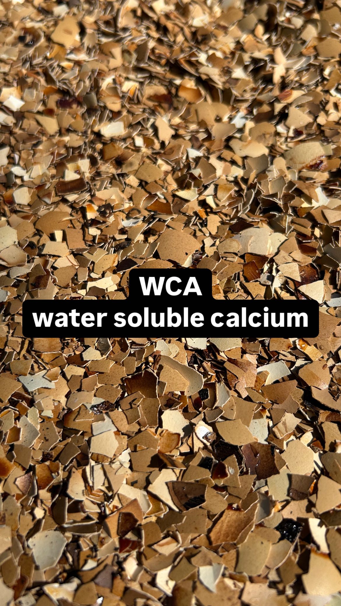 WCA (Water Soluble Calcium) is extracted from the eggshells of our chickens using organic Brown Rice Vinegar. Eggshells are toasted and winnowed to remove the membrane before they go into BRV 1:10 shells to vinegar.
Breathable lid for 7-10 days.
WCA is used during the Reproductive phase of a plant.
OHN+FPJ+BRV+WCA= Reproductive Growth Solution
APPLICATION:
1:1000 or 4ml/gal in Foliar spray or Soil drench.
Apply once a week.
🥚(Link in bio)🥚
#knf #koreannaturalfarming #naturalfarming #calcium #regenerativefarming #naturalinputs #consciousacrefarm #consciousnaturalinputs