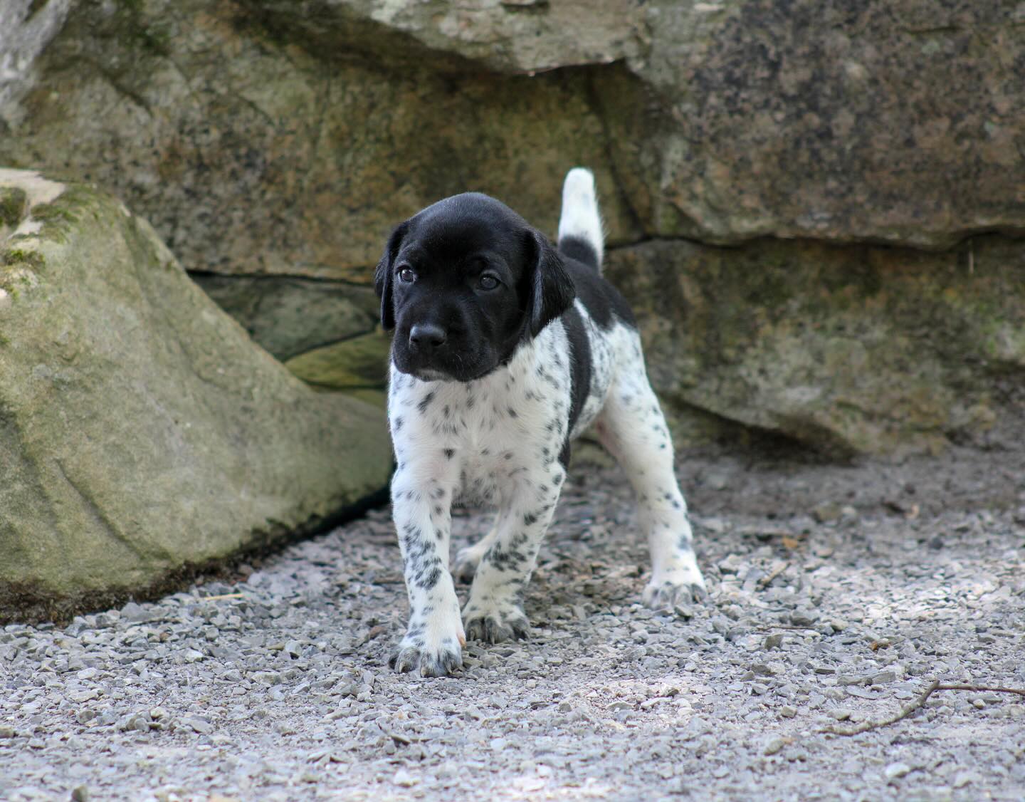 Touched earth this weekend. Some were more impressed than others. 😉
.
.
.
#schillingsgundogs #schillingsgundogstraining #sgdtraining #akcbreeder #schillingsgundogslitter #sgdlitter #sgdlitter_katch #gsp #gspofinstagram #gsppuppy #puppiesofinstagram