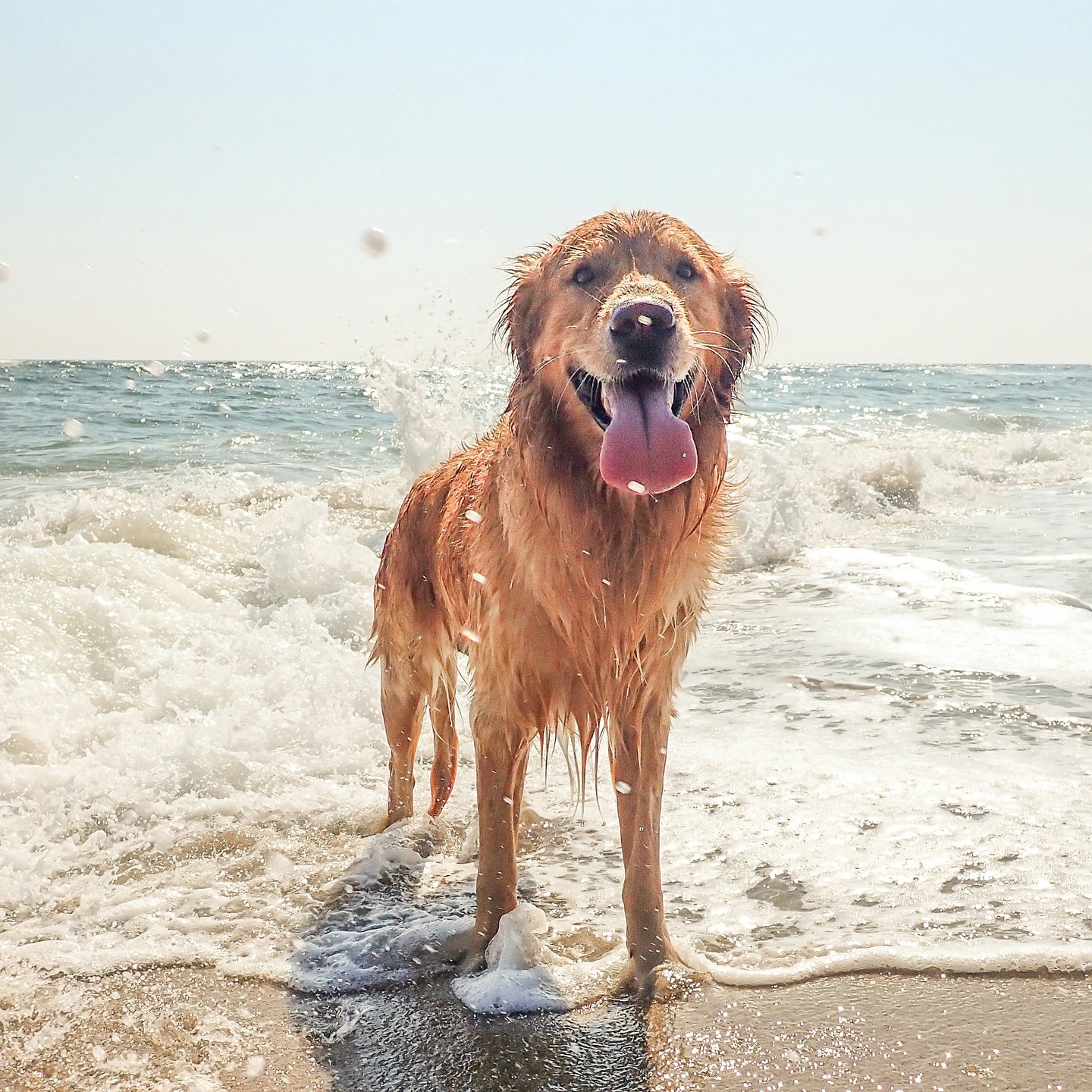 Wir verabschieden uns in die Betriebsferien und freuen uns darauf euch alle ab dem 15.09. wieder zu sehen! 😎☀️
#ciao #adios #justhelpberlin #hundeschule #betriebsferien #summer2025 #laptopaus #vacaymodeon