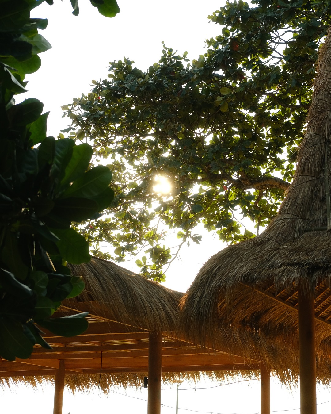 Light filtering through the fronds. A slow breath and a deep inhale of Sunset’s signature pace.