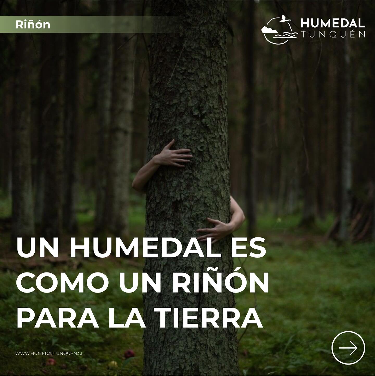 Porque filtra, depura y regula el agua para que la vida fluya.
Si cuidamos nuestros riñones, también debemos cuidar el riñón del planeta 💚