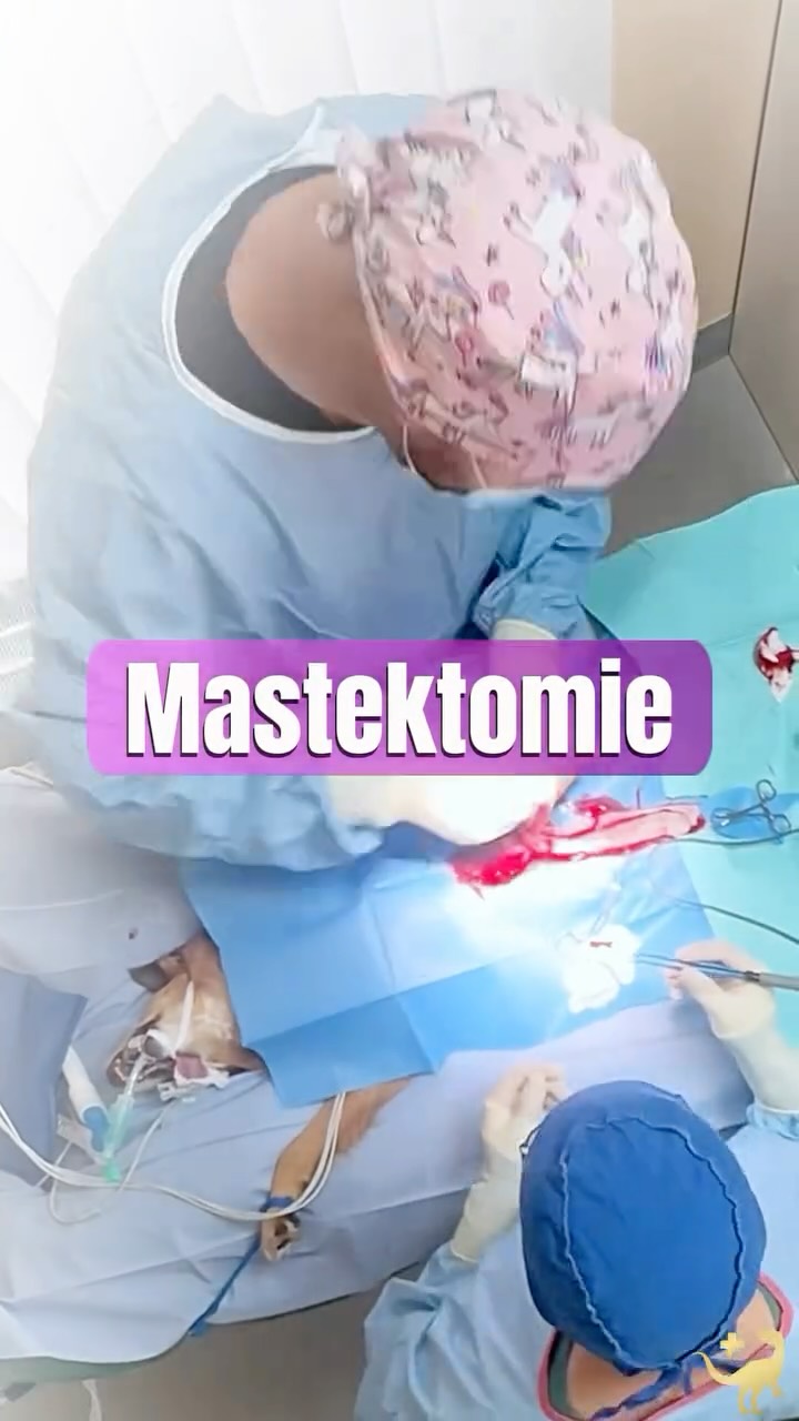 Mammatumoren gehören zu den häufigsten Tumoren bei Hündinnen. Besonders bei älteren, nicht kastrierten Tieren besteht ein erhöhtes Risiko.
Die Behandlung erfolgt in den meisten Fällen chirurgisch. Dabei werden die betroffenen Milchdrüsen, oder auch ganze Milchleisten, entfernt. Der Umfang der Operation richtet sich nach Größe, Anzahl und Lage der Tumoren.
Eine frühzeitige Diagnose ist entscheidend: Kleine Tumoren lassen sich oft vollständig entfernen, während größere oder bereits gestreute Tumoren die Prognose verschlechtern können.
Nach der Operation ist eine sorgfältige Nachsorge wichtig, ebenso wie eine histologische Untersuchung, um die genaue Art des Tumors zu bestimmen und das weitere Vorgehen planen zu können.