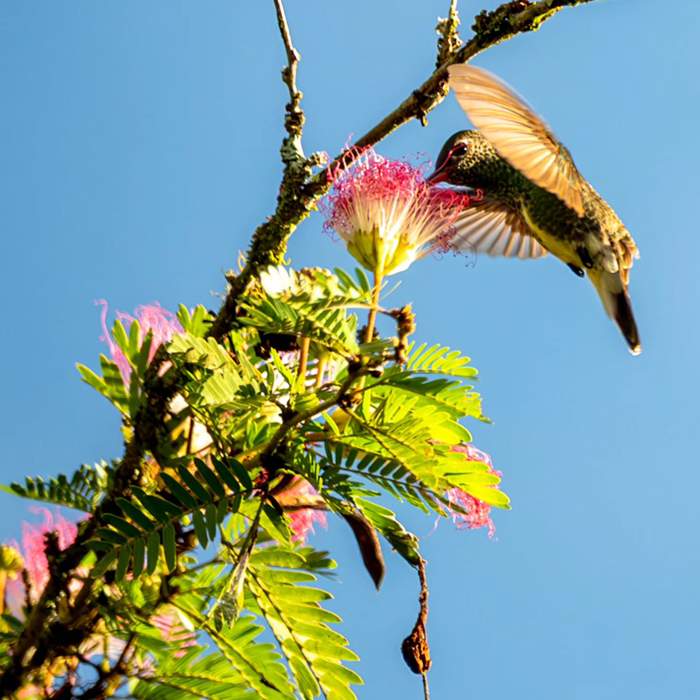 Ballet!
O voo de um beija-flor é um verdadeiro Ballet aéreo.
Pássaros encantadores e lindos.