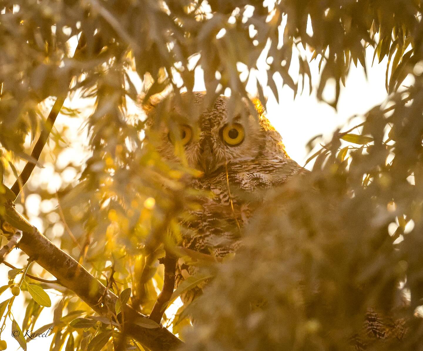 Golden hour in central Montana. 🦉 - CM Russell Wildlife refuge
Canon R5 & canon RF100-500mm f4.5-7.1 L IS USM
#owl #owlobsession #owlphotography #birds_captures #bestbirds #owlobsession #birdfreaks #birdsofprey #montana #wildlife #wildlifephotography #wildlifephoto @canonusa @visitmontana @usfws @montanafwp @montanawild_fwp @best_birds_of_ig