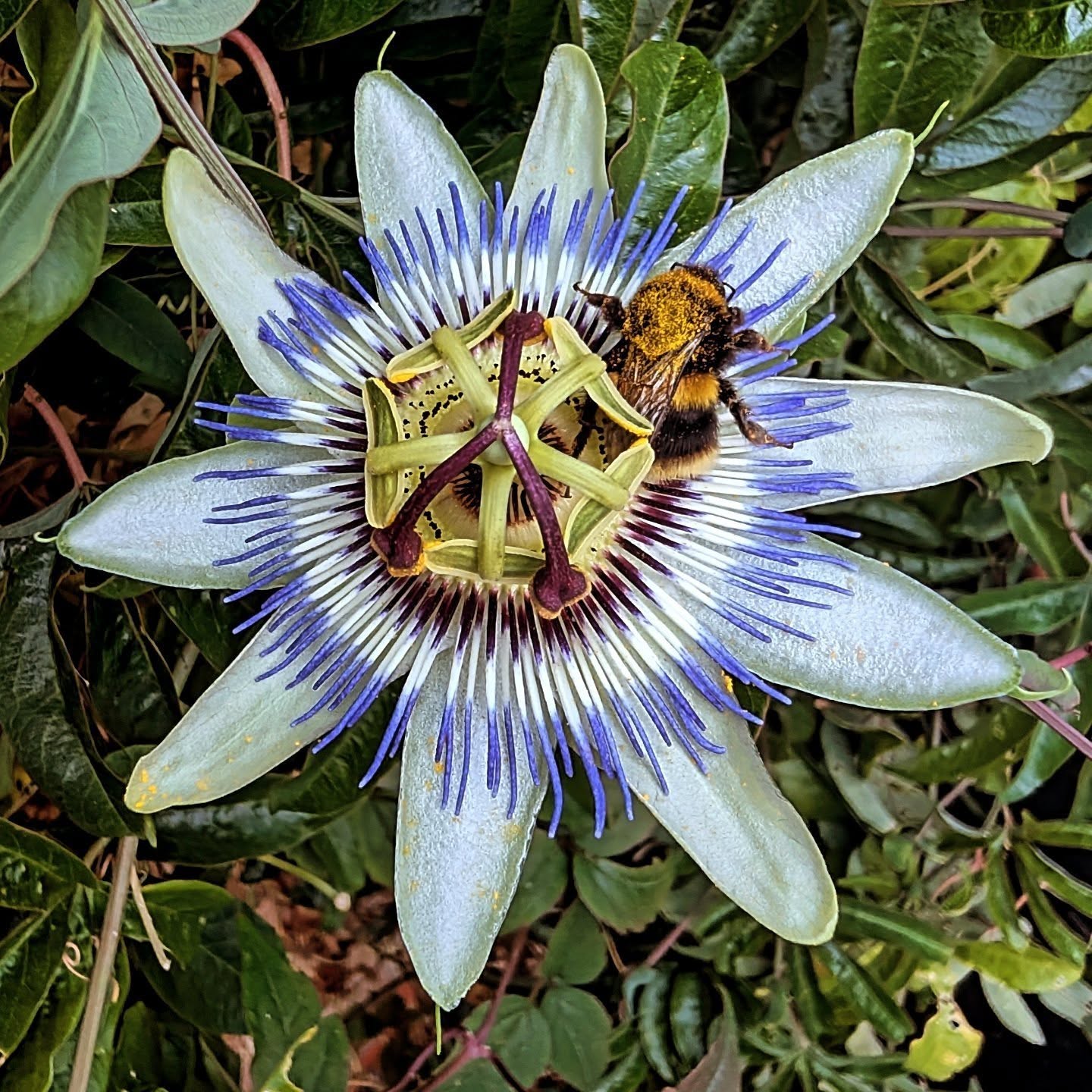 Busy bee 🐝
Spotted this bee chilling on my passion flower. After a busy summer school, I took a much needed couple of days off to relax and recharge.
Now that the kids are back in school, I’ve got some time to focus on my studio makeover. The plan is to revamp the space before November.
Yesterday I started laying the reclaimed carpet tiles (a sustainable option) around the existing shelves. One side and the front is done, next, I’ll shift everything, dismantle the shelves, and finish the other two edges. Then build some PAX wardrobes to replace the wobbly shelving. Still need to finalize the plans and order the units – just need some dry weather for building day! 🌧️
#studiorevamp #sustainablesolutions #bee #passionflower #inherstudiomagazine #embroiderystudio #DIY