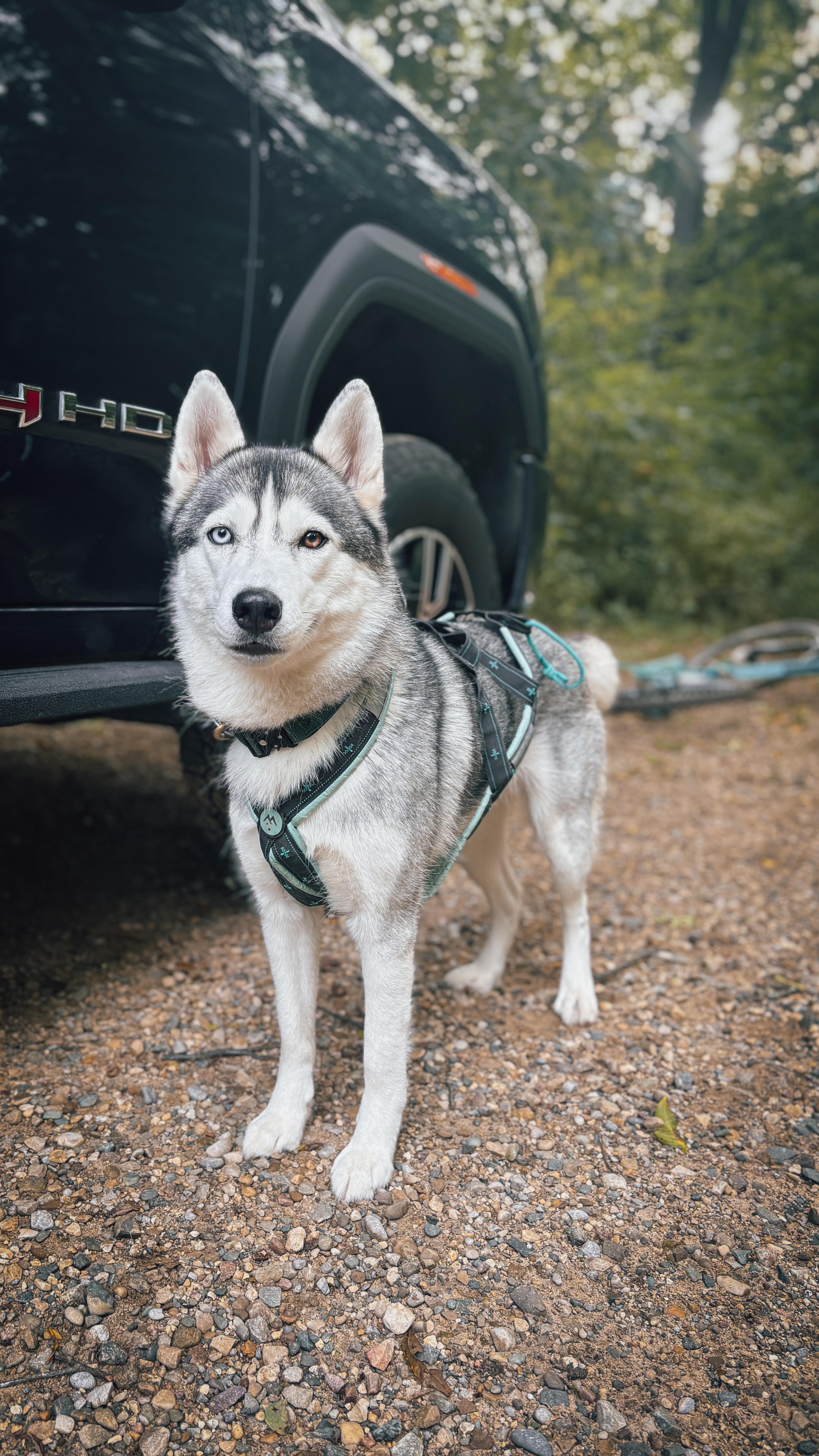 Getting some trail time in this morning 🐾🍃
#FortCuster #TrailRunWithDogs #MorningMiles #DrylandMushing #Scooterjoring #SledDogTraining #SiberianHusky #HappyHuskies #TrailDogs #OutdoorAdventureDogs #HuskyLife #WorkingDogs #GetOutsideWithDogs #NatureLovers #adventurewithdogs