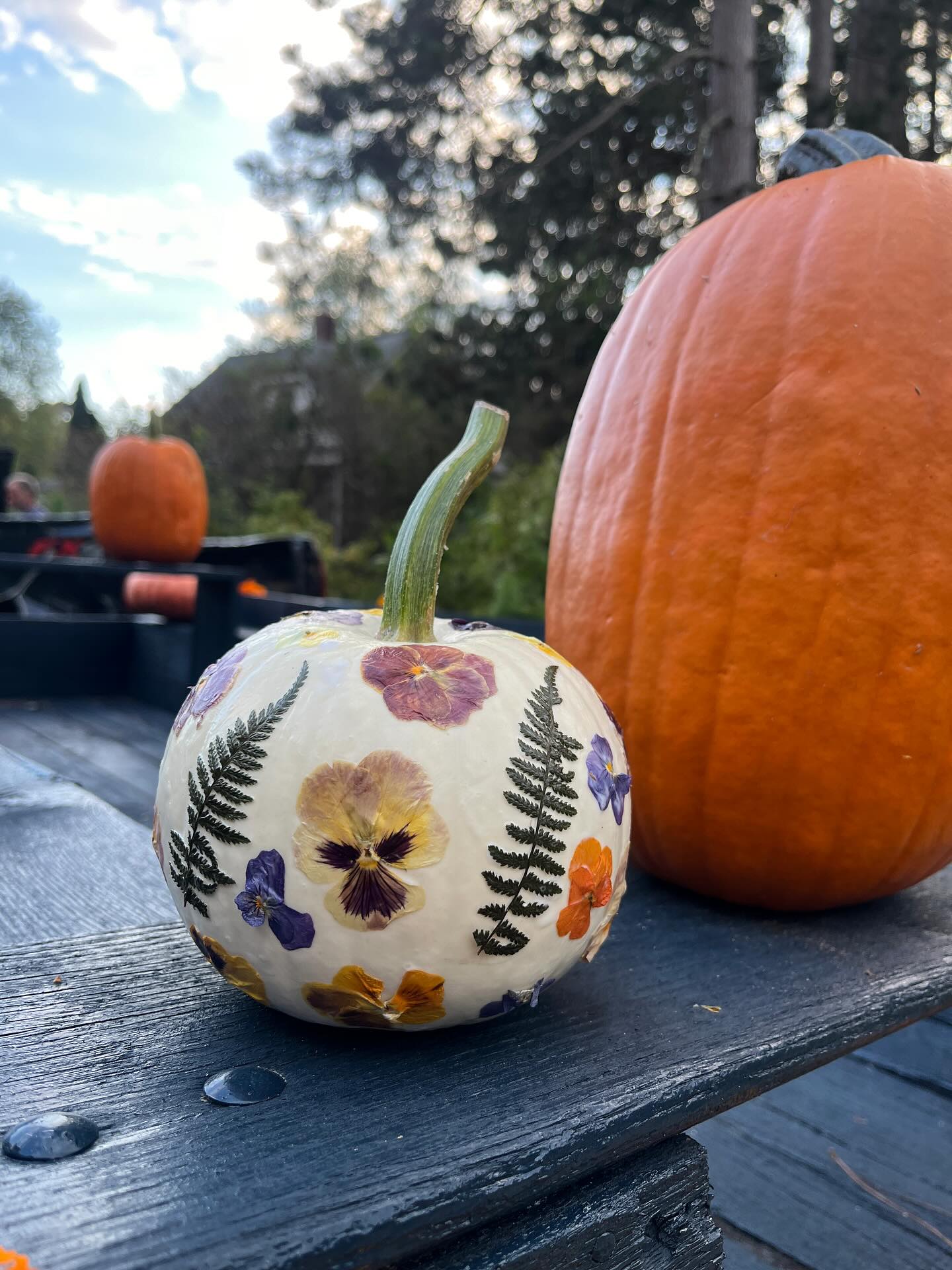 The temperature is dropping, the leaves are turning, and the pumpkins are ripening....
Fall is here!
Come join us for our pumpkin decorating workshop!
We will start by giving an in depth tour of our farm. As we stroll through the gardens and orchards we’ll show you how we work with mother nature with all we grow.
After touring the farm and visiting with the animals we will make our way back to the barn where there will be snacks, refreshments, and pumpkins waiting for us! There i’ll help you decorate a cute white pumpkin with pressed flowers!
Limited spots will be available.
WHEN: Saturday September 20th from
2:00-4:00 pm
WHERE: 91 Back River Rd Bedford NH
HOW: $45 per person. You can secure your spot online on our website OR feel free to reach out to me if you prefer to pay cash or Venmo
https://www.arcadian-acres.com/product-page/pressed-flower-pumpkin-workshop