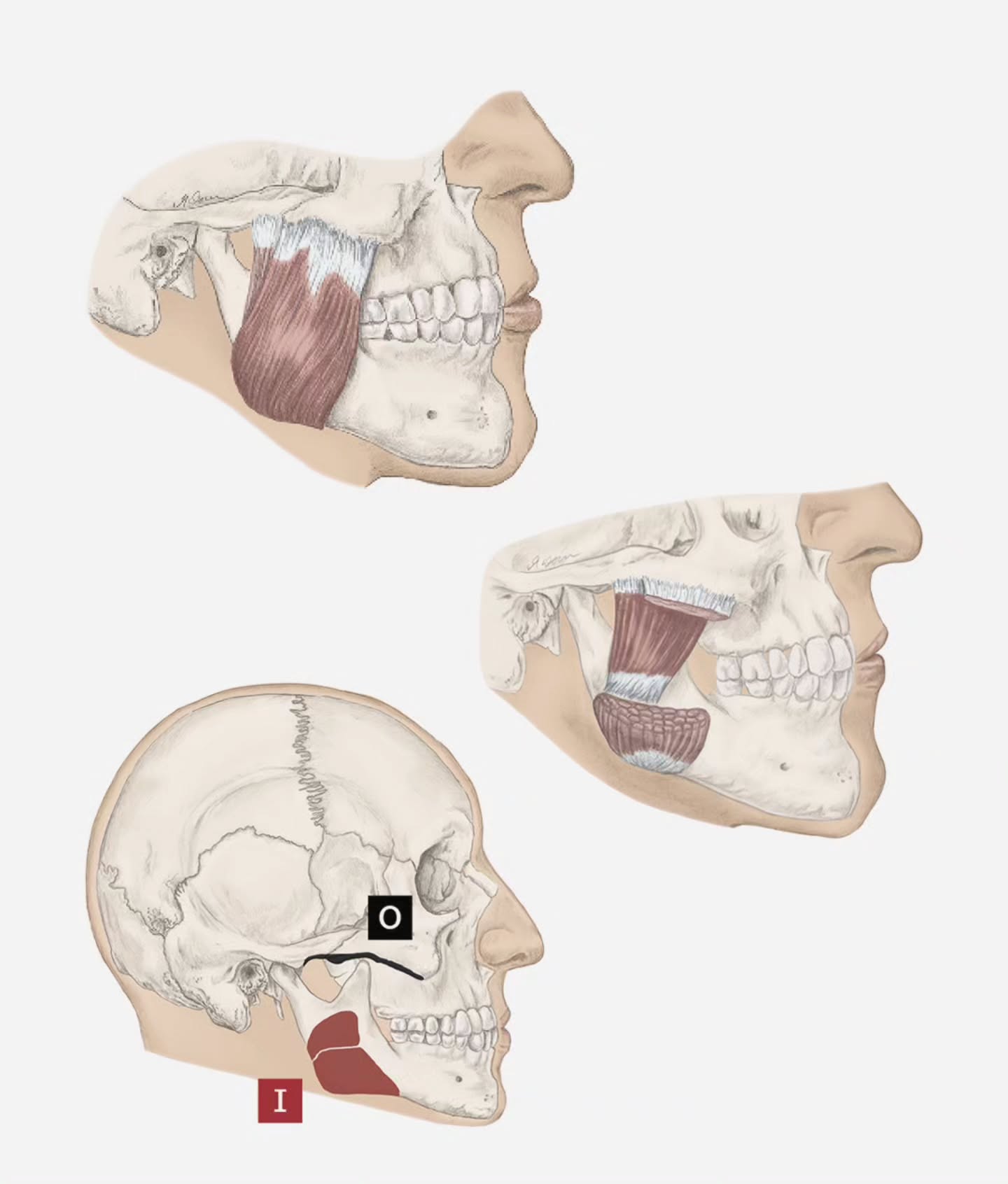 Muscle Monday 💪The masseter is one of the strongest muscles in the body, found along the side of the jaw, and we use it constantly—chewing, talking, even clenching without realizing it. Because it’s so active, it’s also one of the first places to hold stress and tension. Jaw clenching from stress, teeth grinding at night, or even focused concentration can leave this muscle tight, sore, and overworked. Over time, that tension can lead to headaches, jaw pain, or even neck and shoulder discomfort.
A simple self-massage can help: place your fingers just in front of your ears, gently press into the jaw muscles, and use slow circular motions while opening and closing your mouth slightly. Pair this with daily tips like keeping your lips together but your teeth apart when resting, taking mindful breaks from clenching, and using gentle stretches like yawning or side-to-side jaw movements. A little awareness and care can go a long way in easing the load on this powerful muscle.
Be well,
Zoey Fern
Image: Trail Guide to the Body