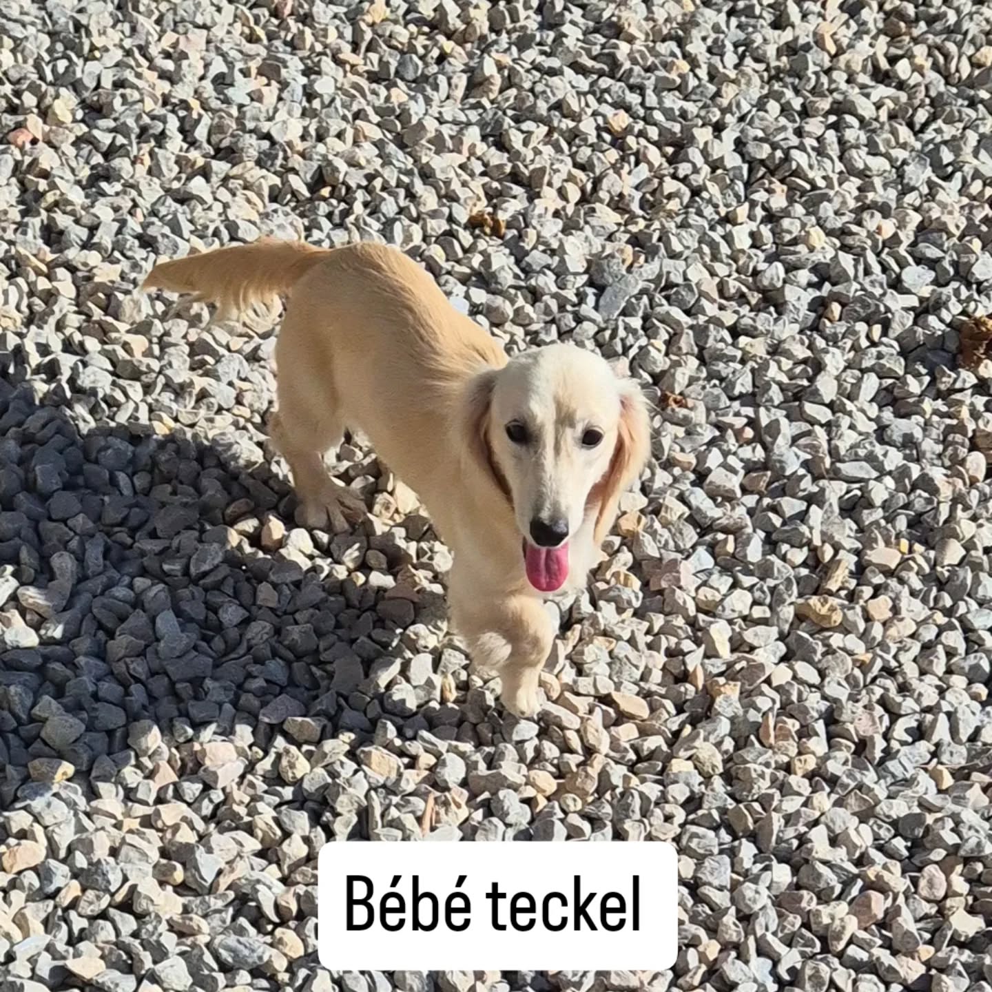 En pension on vous garde vos bébés des leurs 2ème vaccins
#teckel #pensioncanine #var#roquebrunesurargens
#tropmignon