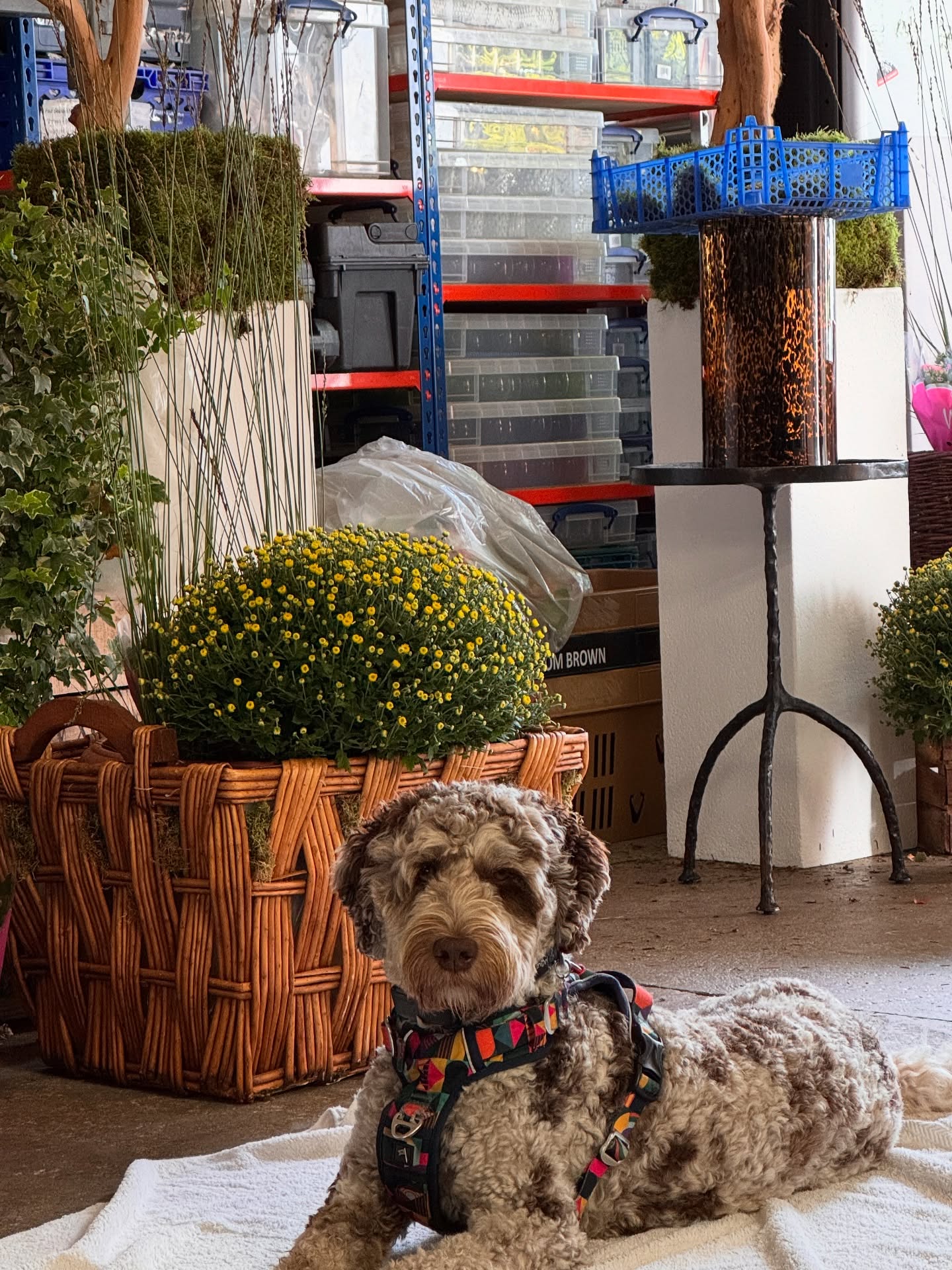 Beryl is keeping an eye on the creative team.
#blomster #blomsterdekoratör #blomsterdekoratørmester #autumnflorals #goldendoodles #blomsterflowers #blomsterdesignsflowers #floralstylist