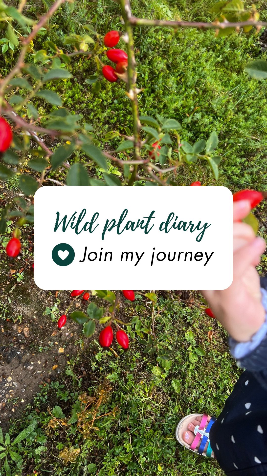 Hey everyone! Right, so after tinkering with instagram for god knows how long, I’ve decided to give it a real go!! I’ve challenged myself to keep a diary of all the wild plants I explore every day so I can share my knowledge with you all!! Learning about plants is one of the most meaningful ways we can all reconnect with nature and develop a sense of rootedness to place. What could be better? Do follow @love_wild_plants to join along!! And let me know which plants you’ve been exploring!!