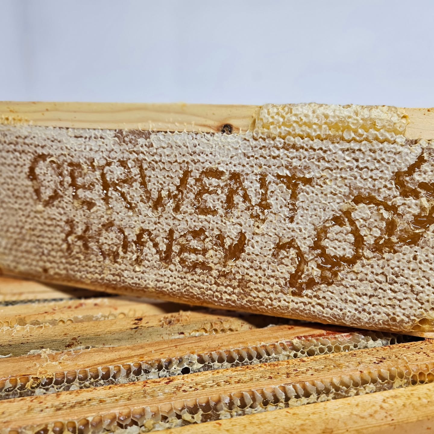 And there we go. 2025 honey season is over. All honey boxes extracted and packed away for winter. Phew.
Its been a funny old year (Granville!) But the good news is the honey stocks are replenished until spring at least!
Now it's time to get the bees ready for winter and because we run double brood boxes in most cases they have plenty of stores so hopefully it's a simple job.
Hopefully your bee season went well!
#derwenthoney #bees #yorkshirebees #york #yorksmallbusiness #autumn