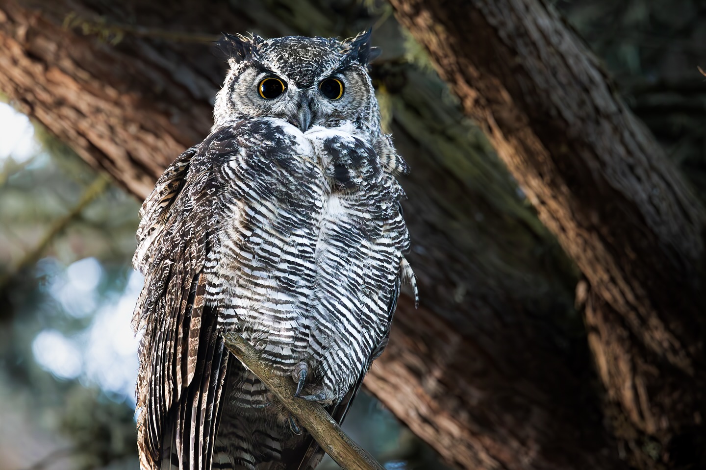 The Great Horned Owl 🦉
Spotted in Point Reyes! Known as America’s most powerful owl, they get their name from the feather tufts on their head that look like horns.
#wildlifephotography #greathornedowl #nature #pointreyes