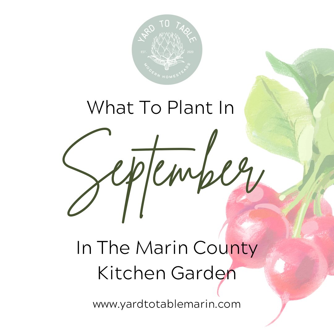 September is one of my favorite months in the garden. It's a time of transitions, filled with opportunities to grow, harvest, and prepare for the cool season.
In my kitchen garden (and many of our client gardens), space is limited, so I need to make decisions about which warm season plants to keep, remove, and prioritize for cool season crops. I ask myself a few questions to decide what to remove:
-Is the plant still productive?
-Am I still enjoying the harvests or am I sick of it?
-Does it look healthy?
-Is it taking up too much space?
If you have a larger garden, you can plant cool season crops alongside your summer plants. I prioritize plants like cauliflower and broccoli that take longer to grow and prefer to be planted when the air and soil are still warm. What will you be planting in your cool season garden?