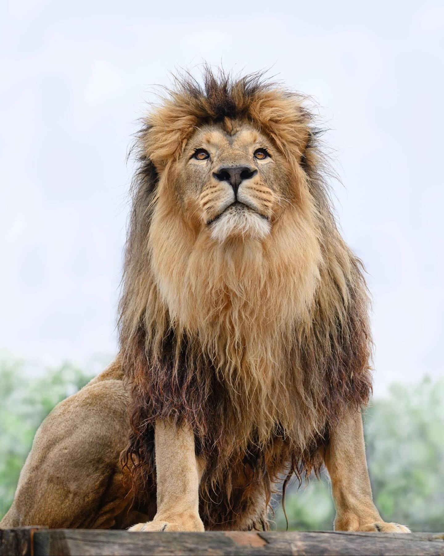 Just a few of the majestic and beautiful cats residing at The Big Cat Sanctuary- who you can come and say hello to at our next CPD event! Check out all the details on our website 🐅🐆🦁🐈🐾