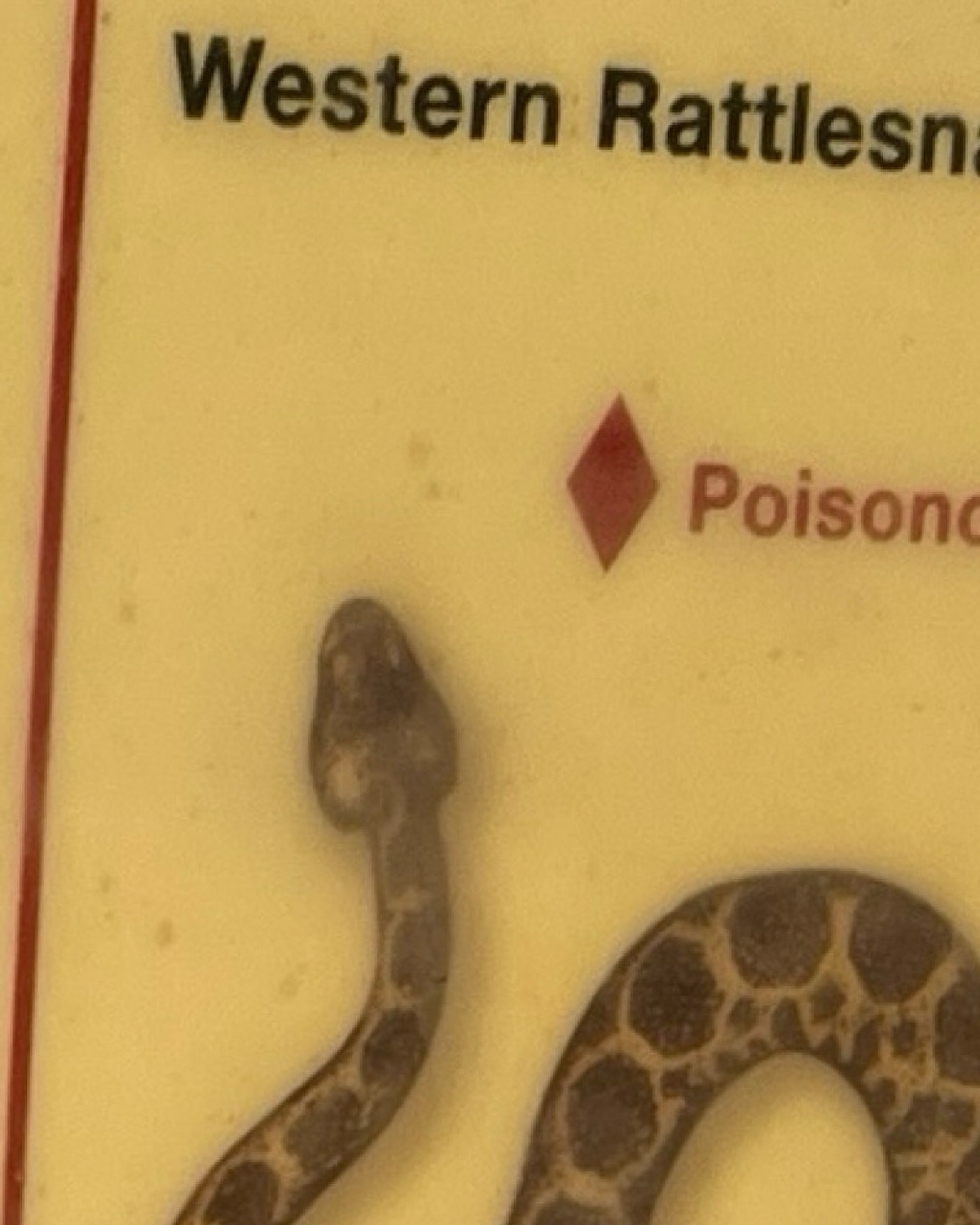 Western Rattlesnake = one of Northern California’s native species. Yes, they’re in our own backyards—yet they’d rather avoid you than bite.
#gatherofgatherings #rhumbaofrattlesnakes #westernrattlesnake #norcalwildlife #collectivenouns #podcast #wordnerd #northerncalifornia