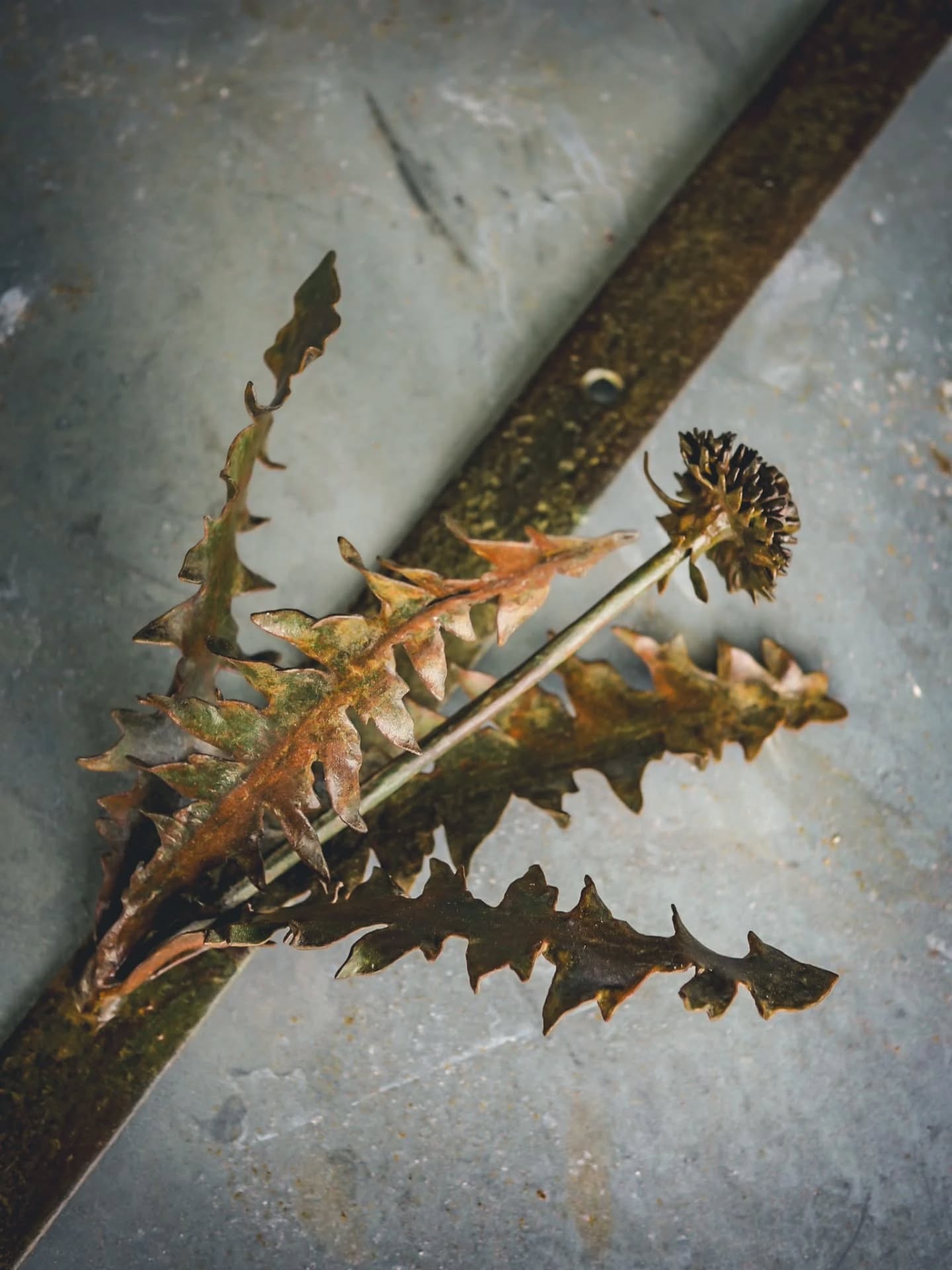 Vindlande färd utan riktning
Förvissad i tro, sedan gro
.
Titel av @mutexdeadlock
Maskros, svetsad, slipad, rostad.
.
#wabisabi #wabisabimaker #metalwork #metallkonst #maskros #dandelion