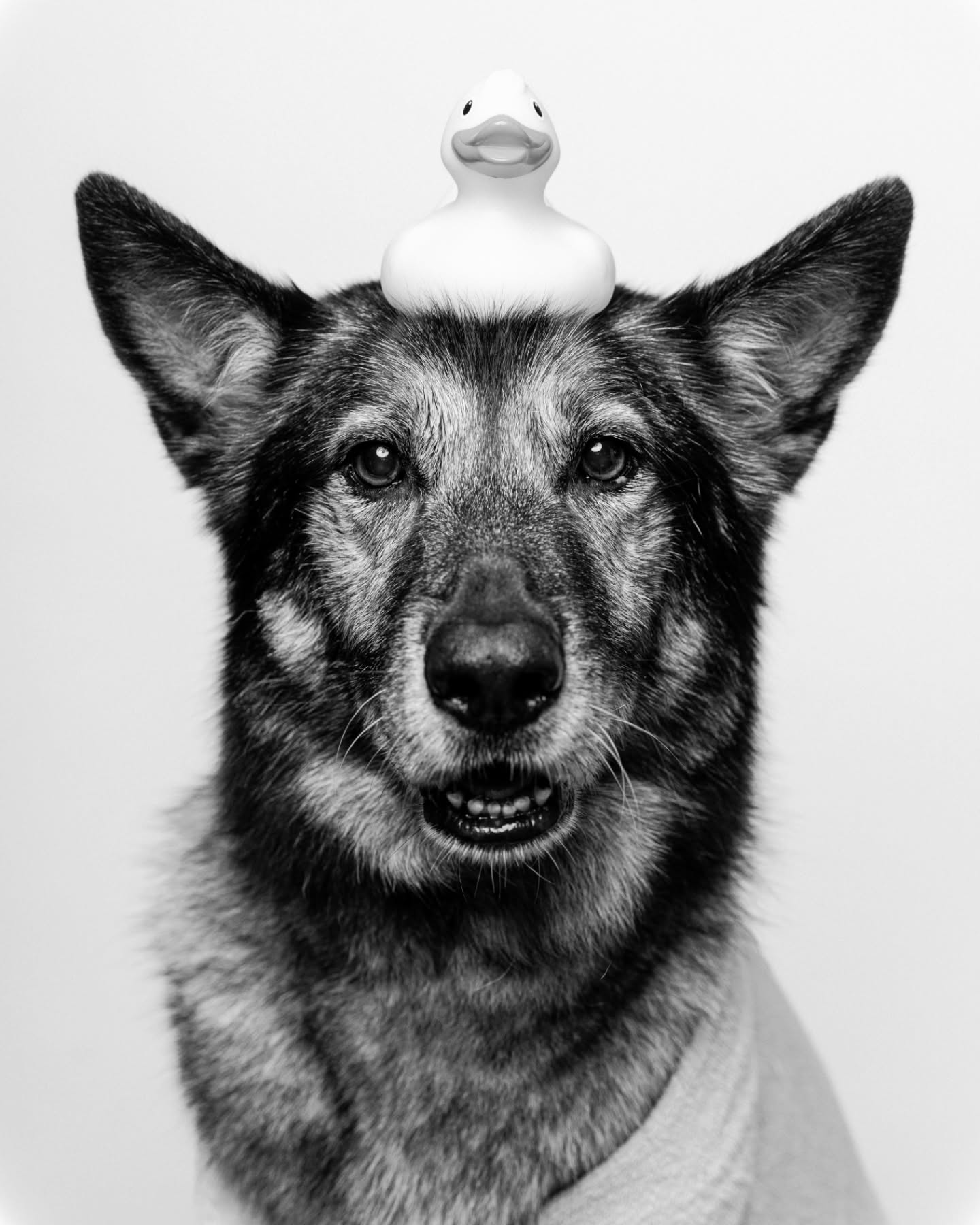 We need your HELP!
Our bathrooms recently got a bit of a remodel, and we were lacking appropriate entertainment for patrons using the facilities.
We currently have only 6 frames, so we need help picking the top 3 shots of each dog to bestow upon the walls of the throne-room!
Please take the time to comment on which 3 photos of Sir. Duduwick and Lady Zella Rue are your favorite! Those with the most comments will be THE CHOSEN muses for our room of rest.
The Lands of the Lost will not be able to rest until then!