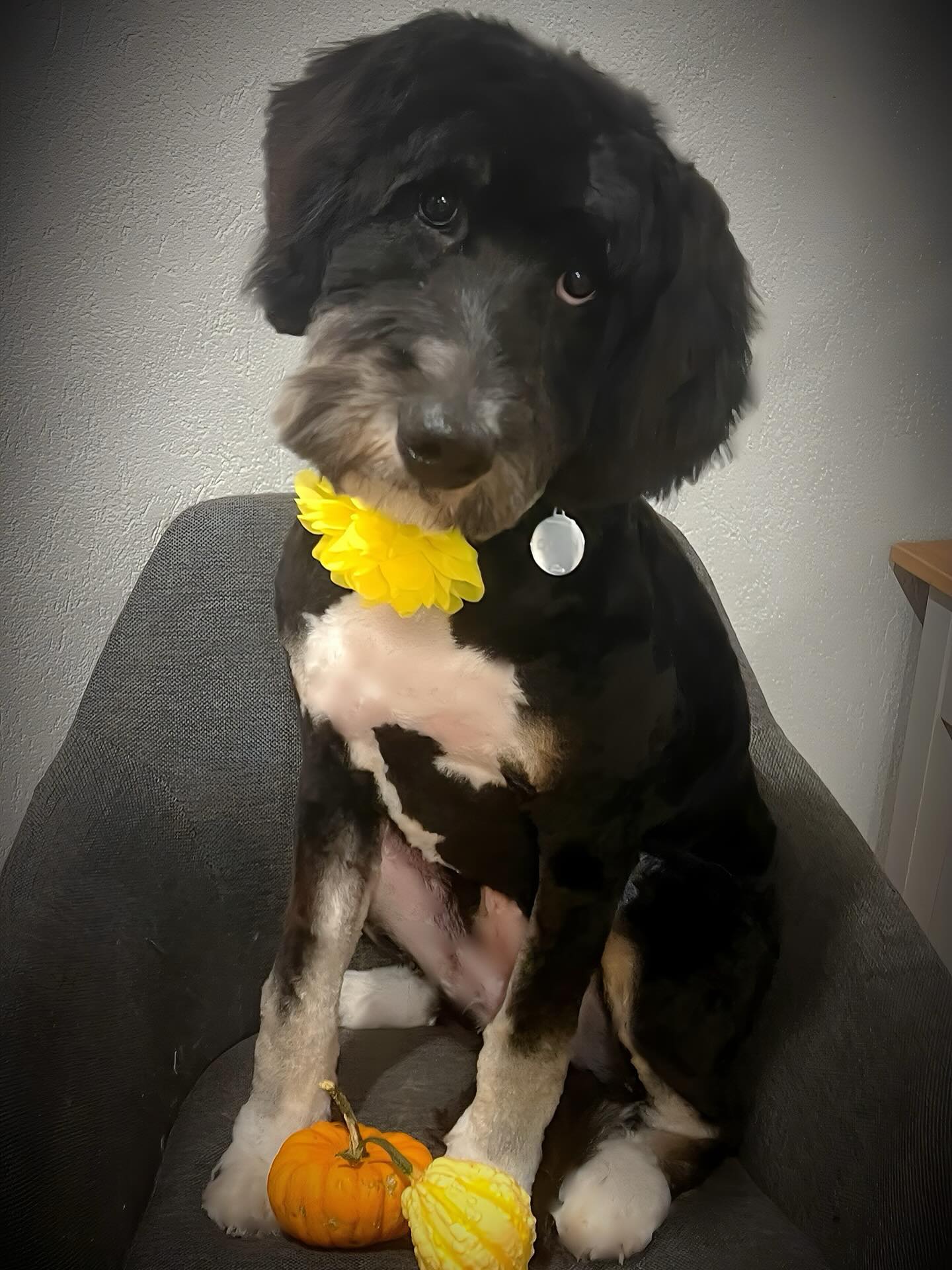 Say hello to Quinn, who had her very first groom with us recently ❤️🍂 Isn’t she so cute?
Book your first groom with us today by texting or calling (519) 241-1552 📲
#bythepondpetspa #doggroomers #doggroomerlife #doggroomersofig #smallbusinessowners #supportsmallbusiness #dogsofinstagram #northdumfriesontario #parisontario #womeninbusiness #dogsofinstagram #aplacetolovedogs #fortheloveofdogs #doggroomingofinstagram #pawplemagazine #paw #doggo #dogsofinstagramworld