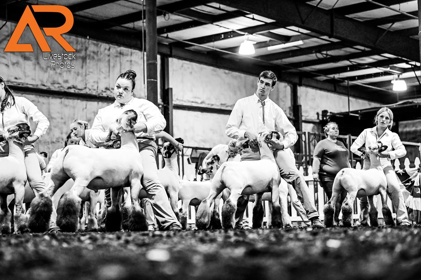 The first round of 2025 Maryland State Fair champions is in the books! 🏆 All weekend 1 show images are now LIVE on the site!📸
Find your favorite photos here ⬇️
https://alexisradunlivestockphotos.shootproof.com/gallery/27358514/
We’re rolling right into weekend 2– catch us ringside at the sheep, swine and youth dairy shows!
📷 Alexis Radun, Olivia Spaight, Dylynn Cubbage, Mindy Cook, Ava K
WWW.ALEXISRADUNLIVESTOCKPHOTOS.COM