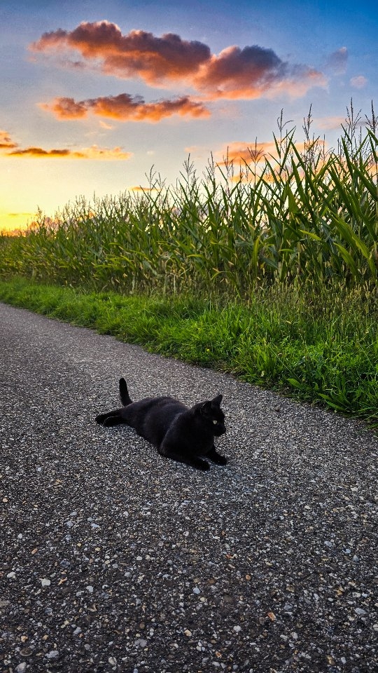 𝑷𝒍𝒂𝒚𝒕𝒊𝒎𝒆 𝒏𝒆𝒗𝒆𝒓 𝒍𝒐𝒐𝒌𝒆𝒅 𝒕𝒉𝒊𝒔 𝒄𝒖𝒕𝒆. 🖤🐈⬛🫶
#catlover #blacky #playtime #katzenliebe #blackcat #socute😍 #cutnessoverloaded❤️ #prettysky #sunsettime #homesweethome