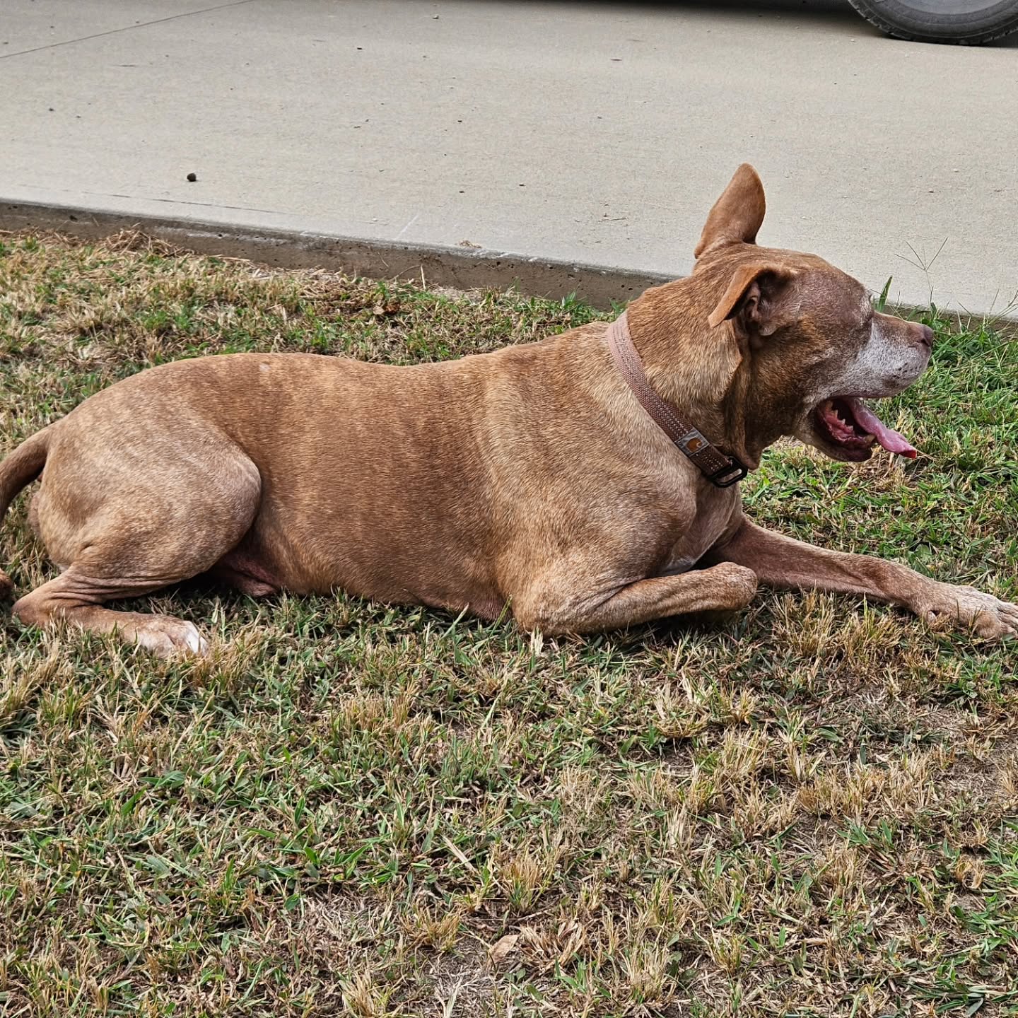 Got to play with some Pitties today too!