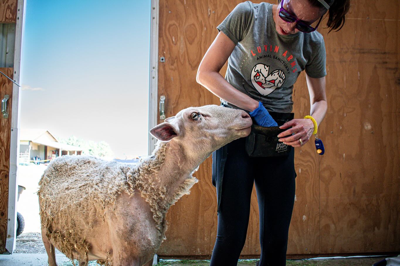 I often wonder what the animals might be thinking.
If they know how many people are working to free them from old systems, mindsets, and literal cages.
If they know that when we say collective liberation, we’re also talking about humans—the ones surviving on the fringes, barely seen in their suffering.
I wonder if they can sense our open or closed hearts, kindness, and the hope carried by children who know the truth behind the lives of farmed animals.
🌱
When I visit @luvinarms I can feel the intention behind this sanctuary.
Practices I’ve spent much of my life studying—like aparigraha (non-possessing) and ahimsa (non-harming)—are not just concepts here. They are lived; in the relationships with the animals, in the way conversations unfold with visitors.
And I think the animals must know, somewhere inside, just how fortunate they are to be here.
🕉️
The animals in these photographs are living well, as best as they can, in a world that so often turns away from them.
But not here.
Here they are seen. Here they are loved.
This is what we can do until the tide turns, and we’ll ride it out towards the future we imagine.
💚
#AnimalSanctuary #CollectiveLiberation #Photojournalism