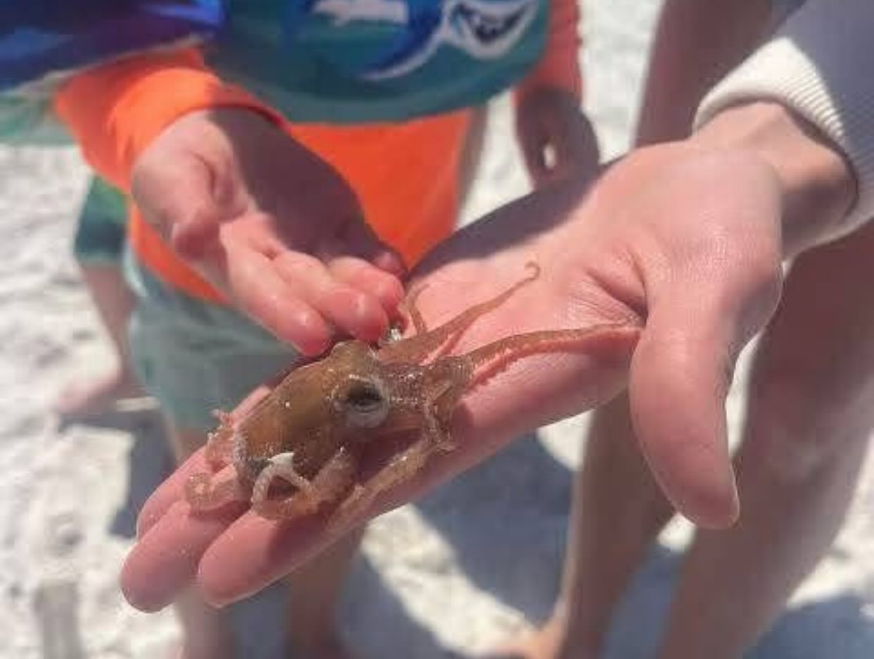 🐙This cutie today 😊pensacola beach 🌊
#thingstodopensacola #gulfbreeze #destin #thingstododestin #movingtonwfl #movingtopensacola #movingtodestin #fortwaltonbeach #navarre #buyingnwfl #sellingnwfl #thingstodonavarre#navarresmallbusiness #fortwaltonsmallbusiness #floribama #gulfcoast #emeraldcoast #allthingsemeraldcoast