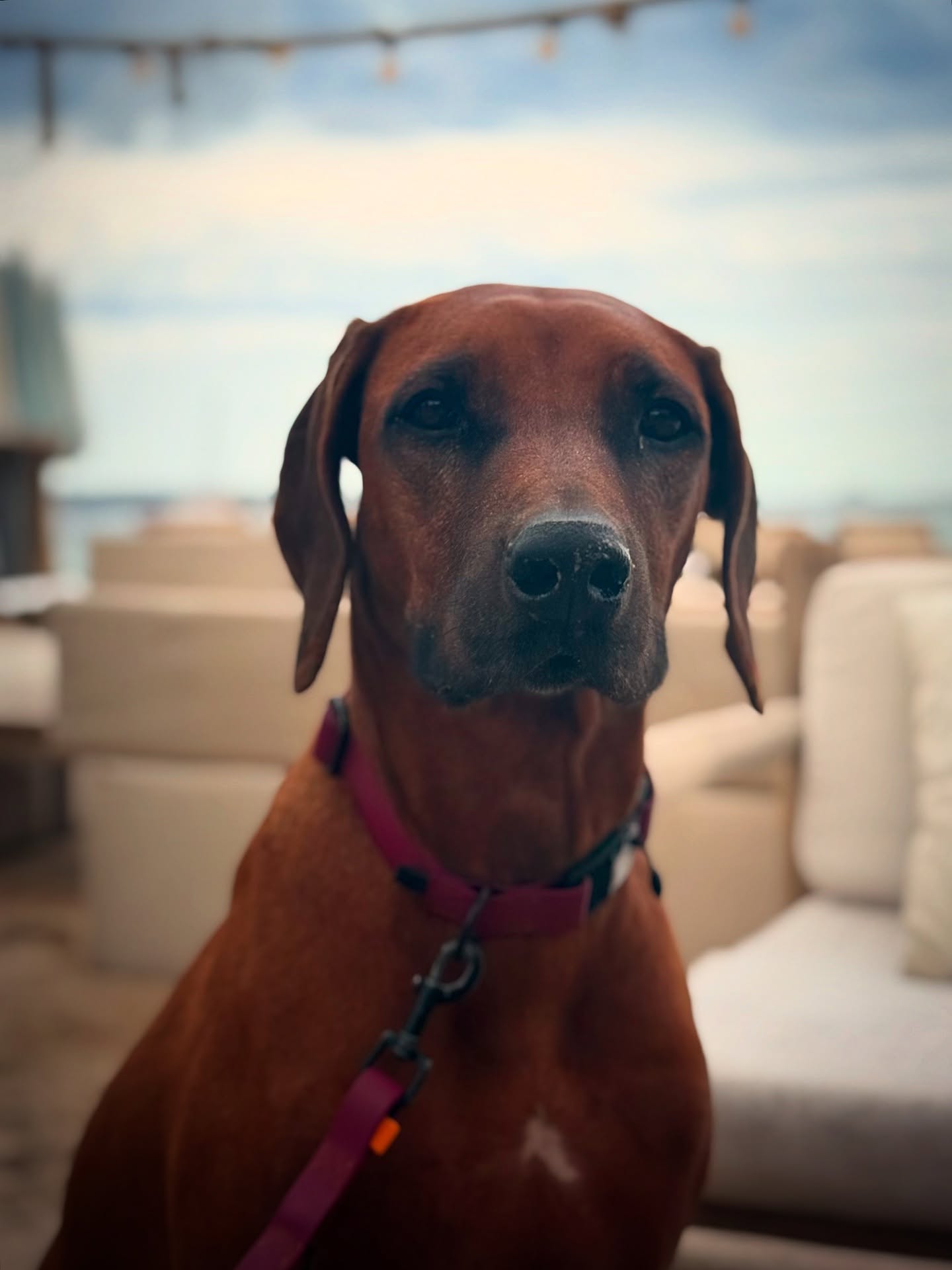 Blicke sagen mehr als tausend Worte! 👀
Ivy hat absolut keinen Bock mehr und will los, denn ihr Mittagsschläfchen steht an! Am liebsten gemütlich auf einem weichen Plätzchen statt da im Sand, der überall komisch riecht. Und das angebotene Wasser? Eklig und nicht einmal einen Schluck wert! Sie hat mächtig Durst und findet, dass es Zeit ist, jetzt aufzubrechen. Sie äußert das in ganz leisen, gezielten Tönen und mit einem bestimmten Blick – wir verstehen jeden kleinen Ton, als wäre sie kein Hund, sondern ein Mensch 😂
Geht euch das auch so???
.
.
.
#rhodesianridgeback #ridgeback #hundeliebe #fellnase #🐶 #hundeaufinstagram #unterwegsmithund