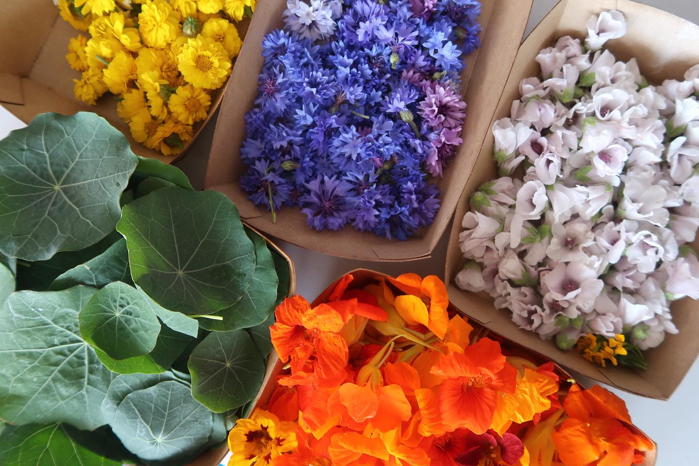 Les belles fleurs comestibles de Delphine @ferme_la_solide pour sublimer nos mets ✨
Capucine
Guimauve
Chrysanthèmes
Centaurée bleue
🌼🌸