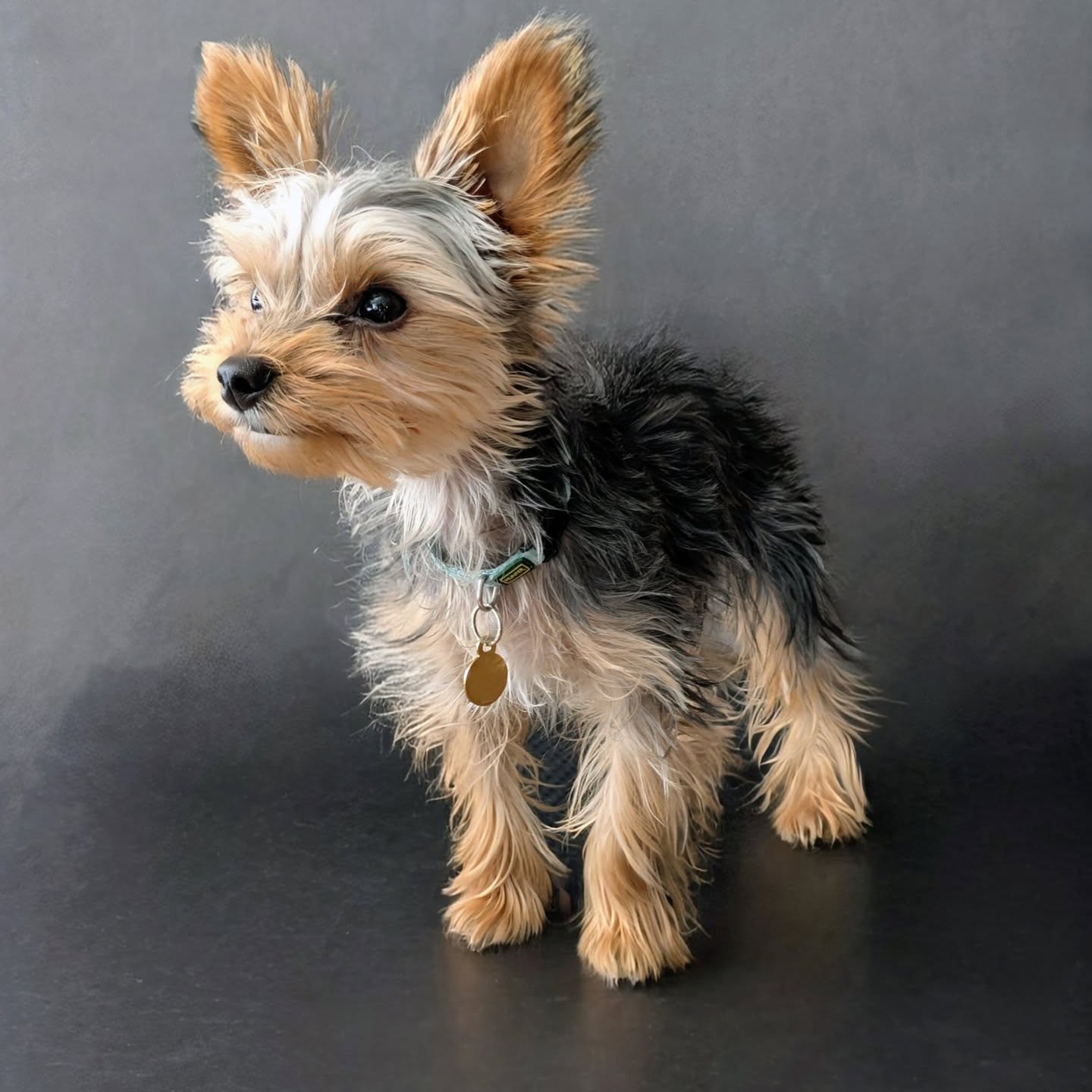 Baby Seymour 🤏🥹
#hundefriseurstuttgart #yorkshireterrier