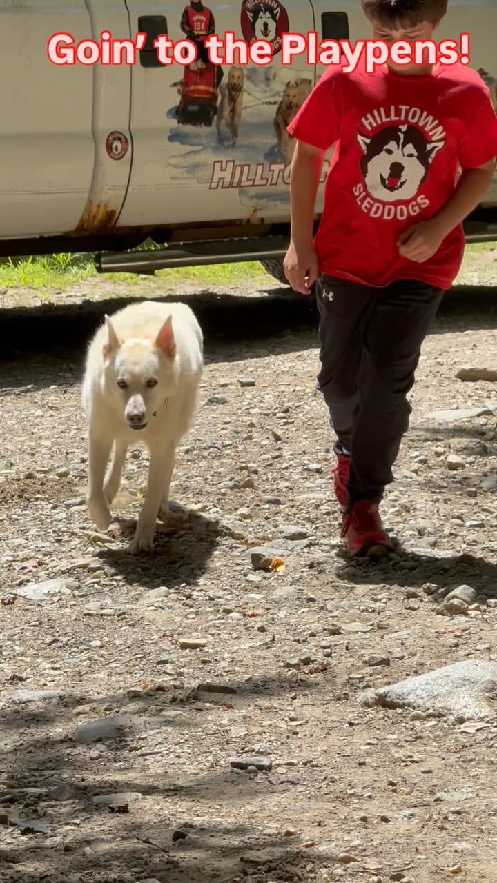 Goin’ to the playpens! Sled Dog Camp Week 7
#runningwithdogs #playingwithdogs #sleddogcamp #hilltownsleddogs