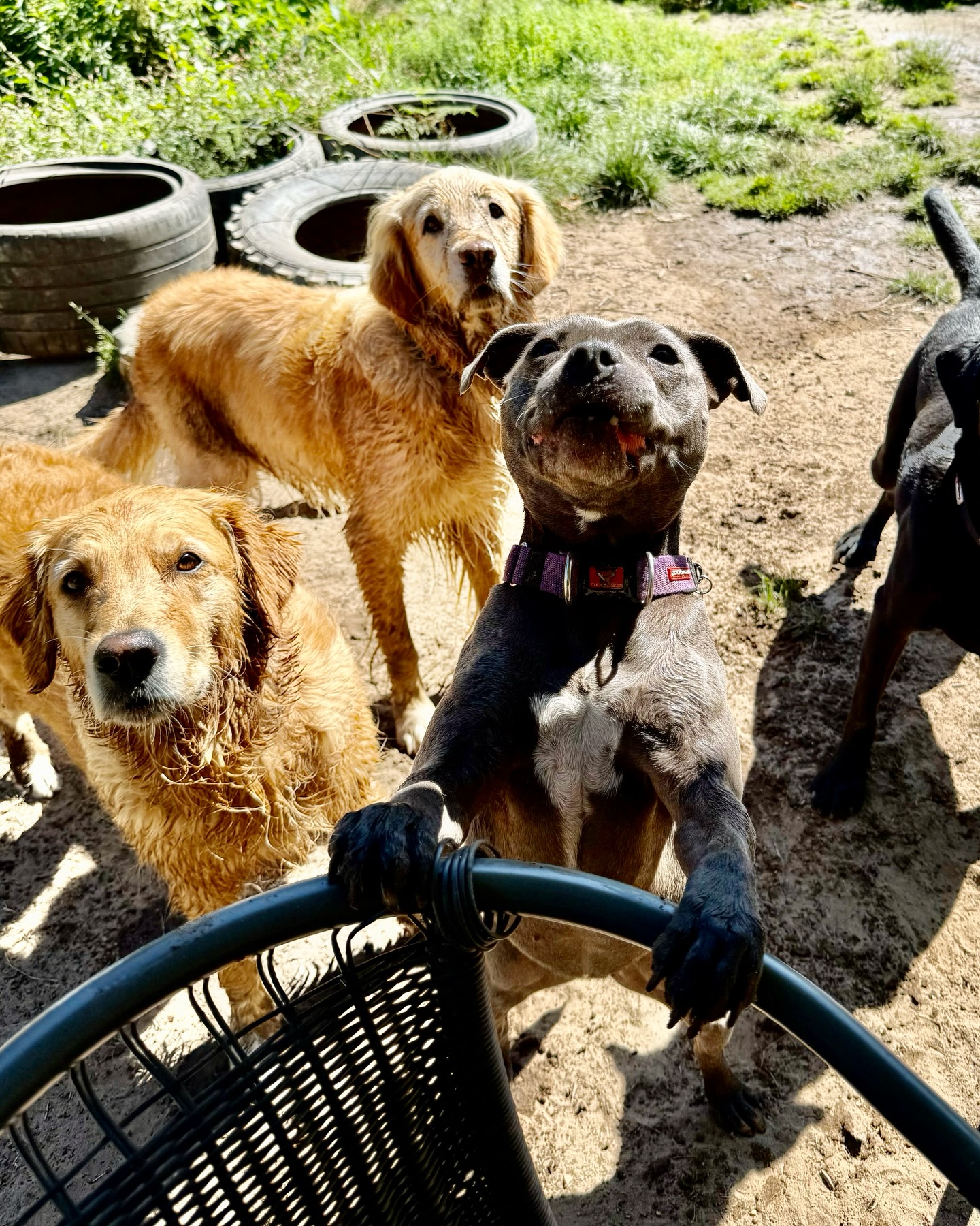 Wrapping up another wonderful month here at Duncan’s! 🫶🏻🐾 This August we’ve welcomed new wagging tails, snuggly pups, and shared plenty of playtime with our regulars too of course! We couldn’t ask for a better pack than this one! 🙌🏼 Here’s to more adventures in September! 💛
#duncans #duncansdoggydaycare #duncansdogco #woof #dog #dogcare #dogs #dogsofinstagram #dogsofsurrey #dogsoflondon #londondogs #cobham #dogwalking #dogwalkersofinstagram #puppies #puppycare #puppylove #doggroomer #dogtrainer #petcare #pet #londondogsitter #dogboarding