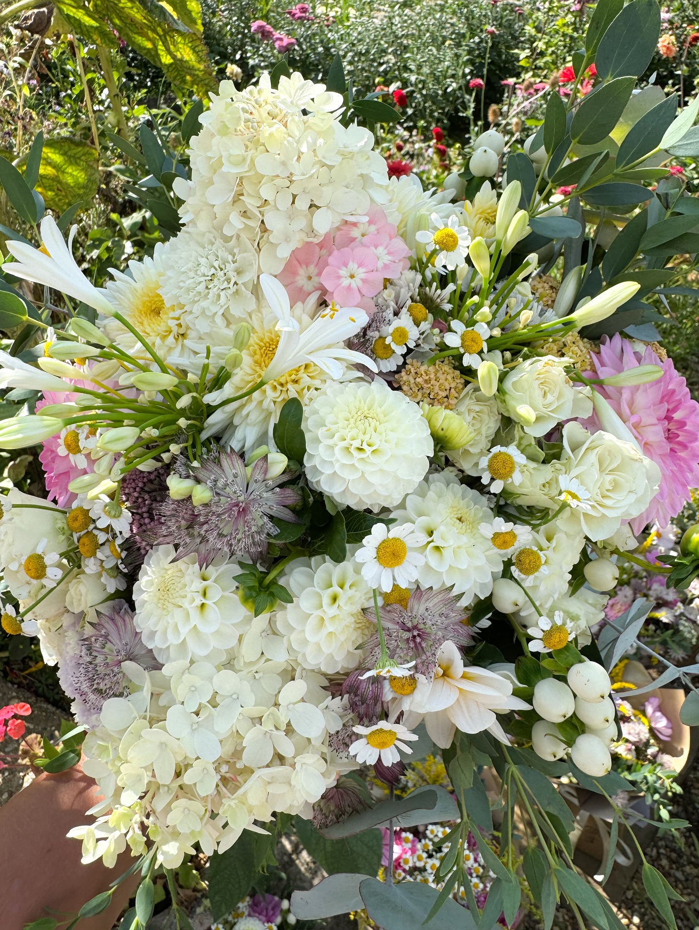 Bridal flowers for Amy
Neutral & soft, with whites, cream & blush pink with a hint of pale mauve to compliment the groom’s tie
A mix of dahlias, hydrangea, agapanthus, chrysanthemum & rose amidst dreamy cosmos, feverfew & scabious
Oodles of blooms & variety from the cottage garden with gorgeous aromatic eucalyptus
Thank you Amy 🤍✨
#bridalbouquet #weddingflowers #bridal #norwich #norfolk #naturalflowers #florist #wedding #floraldesign #augustwedding #cottagegarden #flowers #sustainablefloristry #bridalflowers #corsage #bouquet