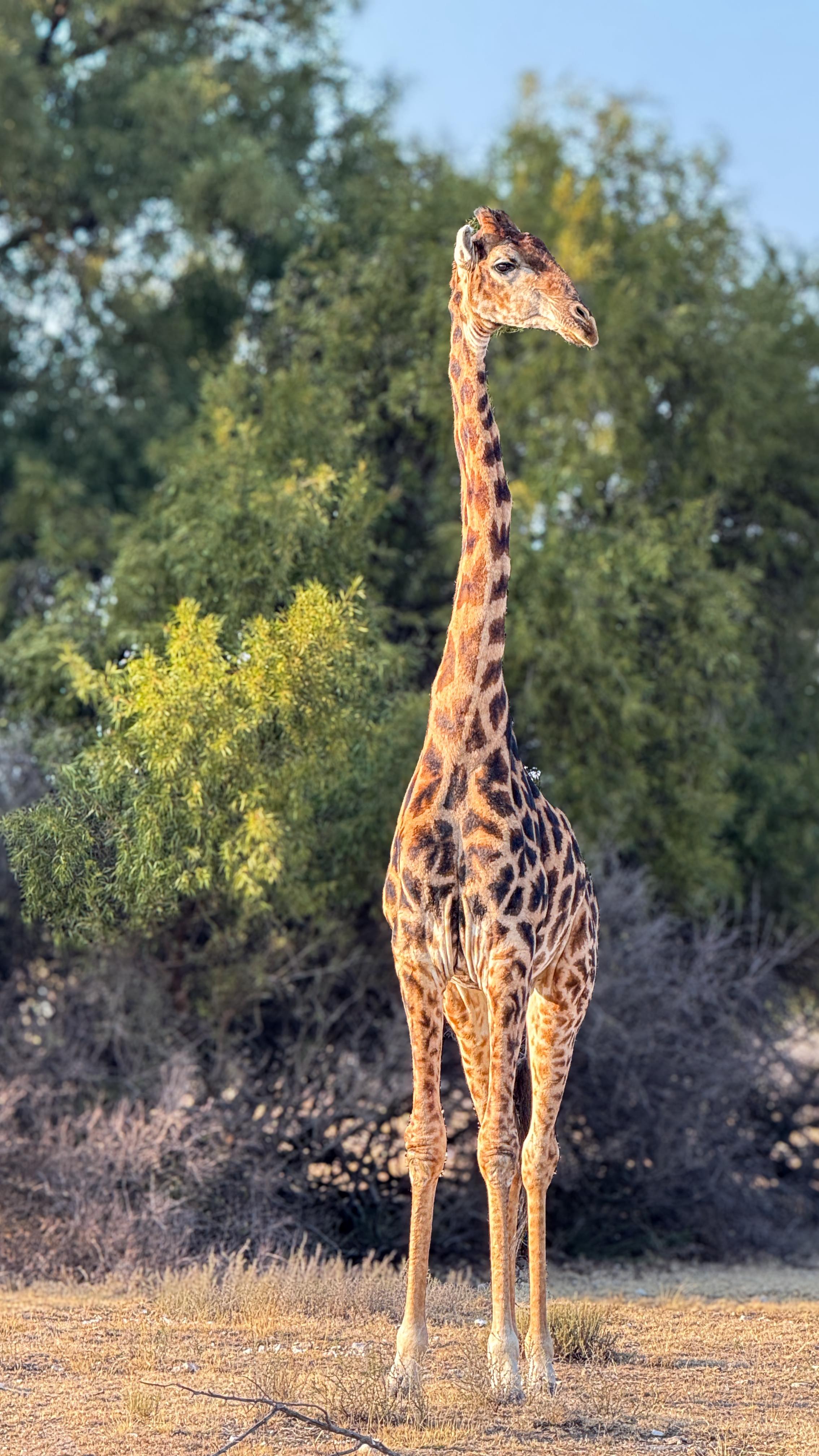 When Africa greets you… Big Five at the doorstep, giraffes in stride, sunsets at the hide, and the sky as your playground. 🐾🚁