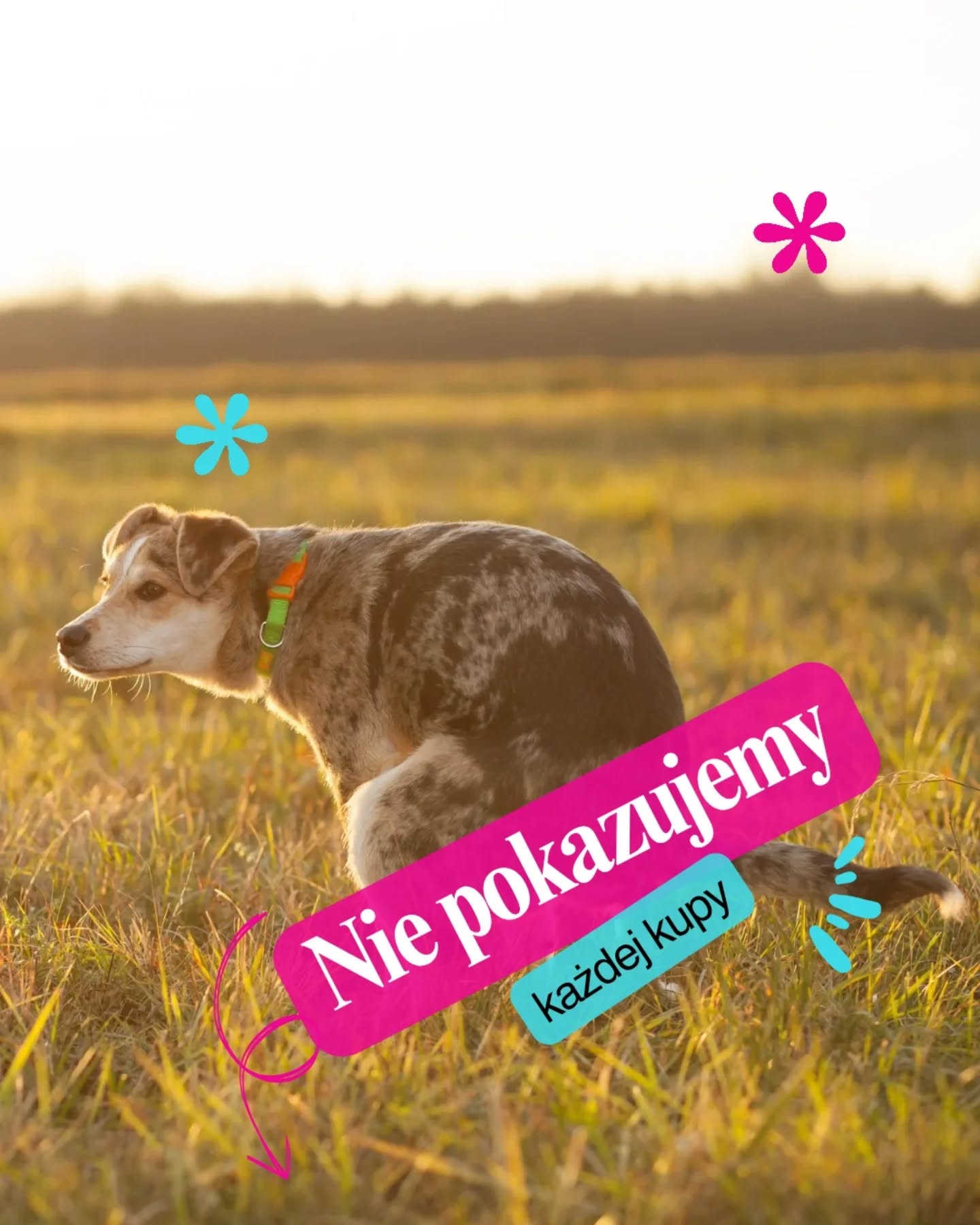 W Merdu-Merdu priorytetem jest opieka, nie content.
Są momenty, których nie nagrywamy: przyjmowanie psa do hotelu, pierwsze godziny adaptacji tymczasa, sytuacje wymagające pełnej uwagi (np. podanie leków, napięte mijanki, praca przy złej pogodzie).
Czasem nie ma stories, bo pracujemy z psami i potrzebujemy wolnych rąk. Zdarza się też, że świadomie nie pokazujemy czyjegoś psa – szanujemy prywatność i komfort zwierząt oraz opiekunów. Jeśli chcesz wiedzieć, co u Twojego psa, dostaniesz od nas informacje. Wprawdzie robimy sporo zdjęć, acz śmiejemy, że na wieczne niewysłanie 😅
Publiczne wrzutki są dodatkiem, a nie dowodem, że „coś się dzieje”. U nas dzieje się nawet wtedy, gdy telefon leży na na stole.
👉 Napisz, jakie kulisy chcesz zobaczyć. Pokażemy je, kiedy będzie to bezpieczne i rozsądne.
P.S. Włącz dźwięk 😉
#merdumerdu #hotelpsa #pieswhotelu #opiekanadpsem #psibiznes #psiakomfort #psiebezpieczeństwo #Warszawa #nowydwórmazowiecki #sochaczew