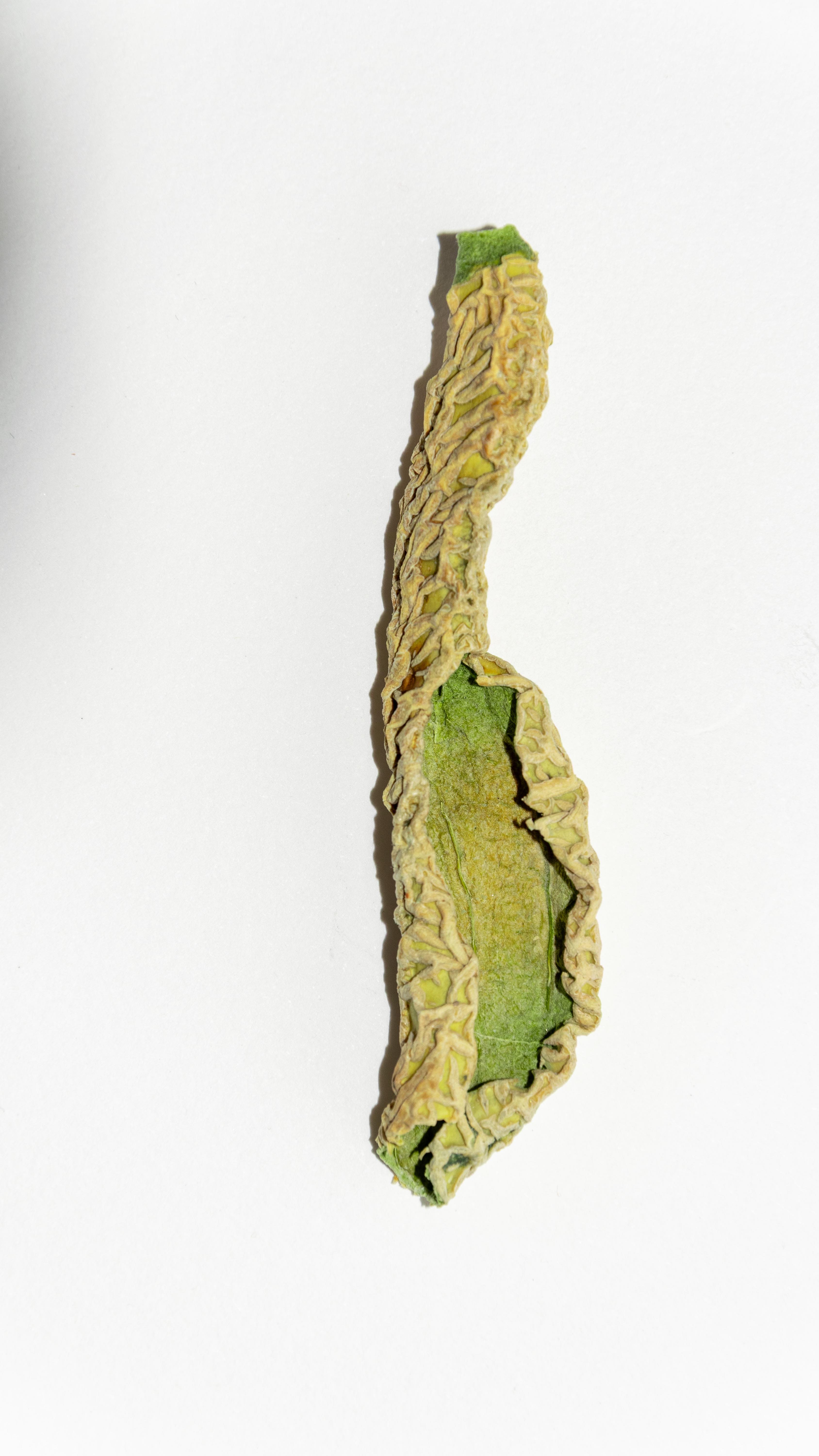 J’ai peut-être transformé une peau de melon en bague…
Oui, le reste d’un apéro d’été.
La texture était si folle que j’ai décidé de la figer en argent.
Certains diront : « Mais…pourquoi? »
Je leur répond que souvent on jette trop rapidement les choses à la poubelle sans rien en garder qui nous inspire et nous nourrit.
Moi ce morceau de peau de melon m’a inspirée à créer une bague à la texture unique. Et me rappeler pour toujours la chaleur des soirs d’été.
Génial ou complètement WTF?
(#FormaPrima | Fragment n°008)
#bijouxcreateur #bijouxfaitmain #bijouxartisanaux #createurfrancais #faitmain #madeinfrance #artisanatfrancais #bijouxluxe #luxe #finejewelry
#argent #memoiresdetresors #peaudemelon #melon #apero #ete #unique #cireperdue #atelierdebijoux